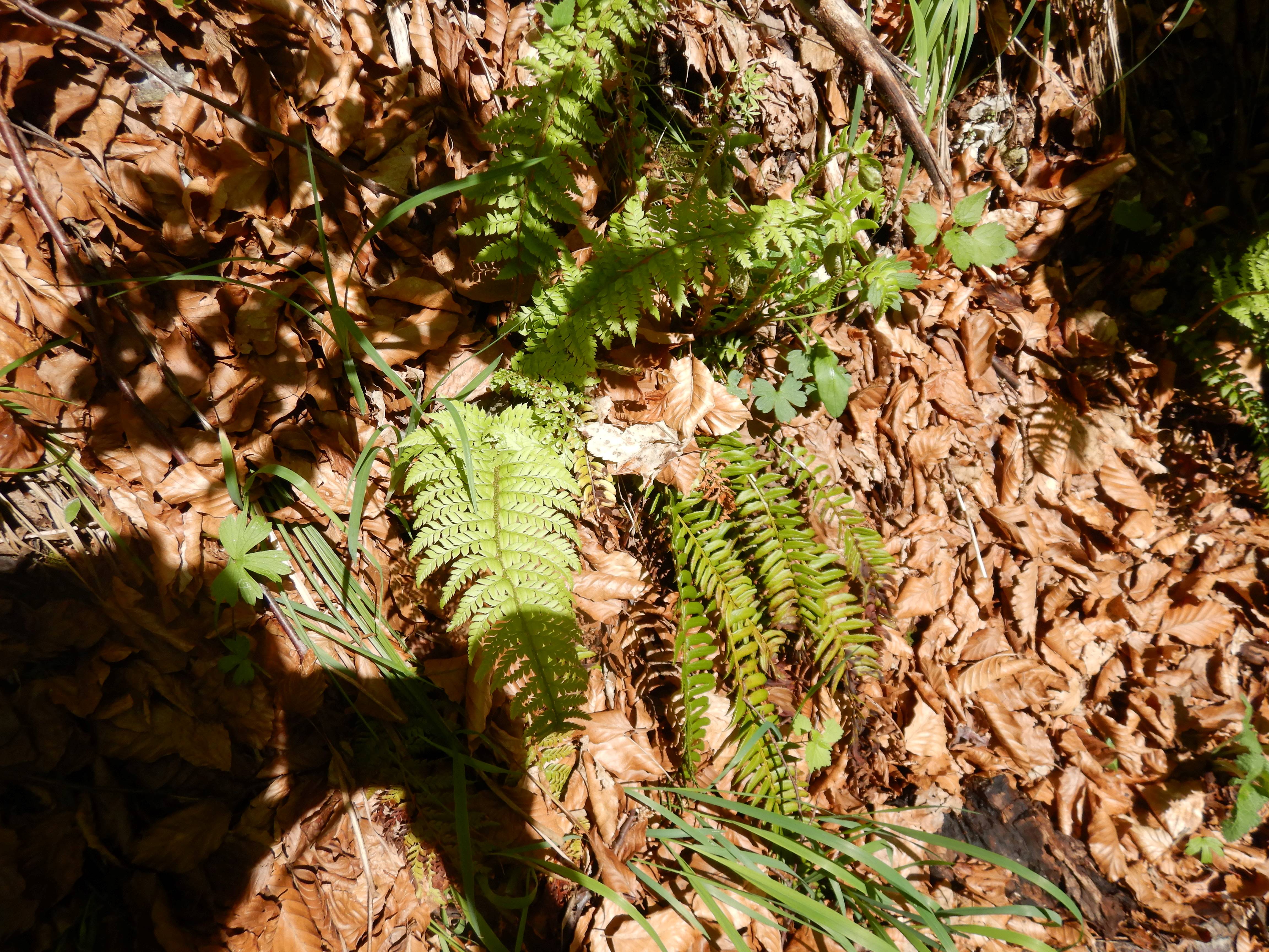 DSCN6333 weiße ois bei neuhaus, 2026-06-05 polystichum aculeatum und lonchitis.jpg