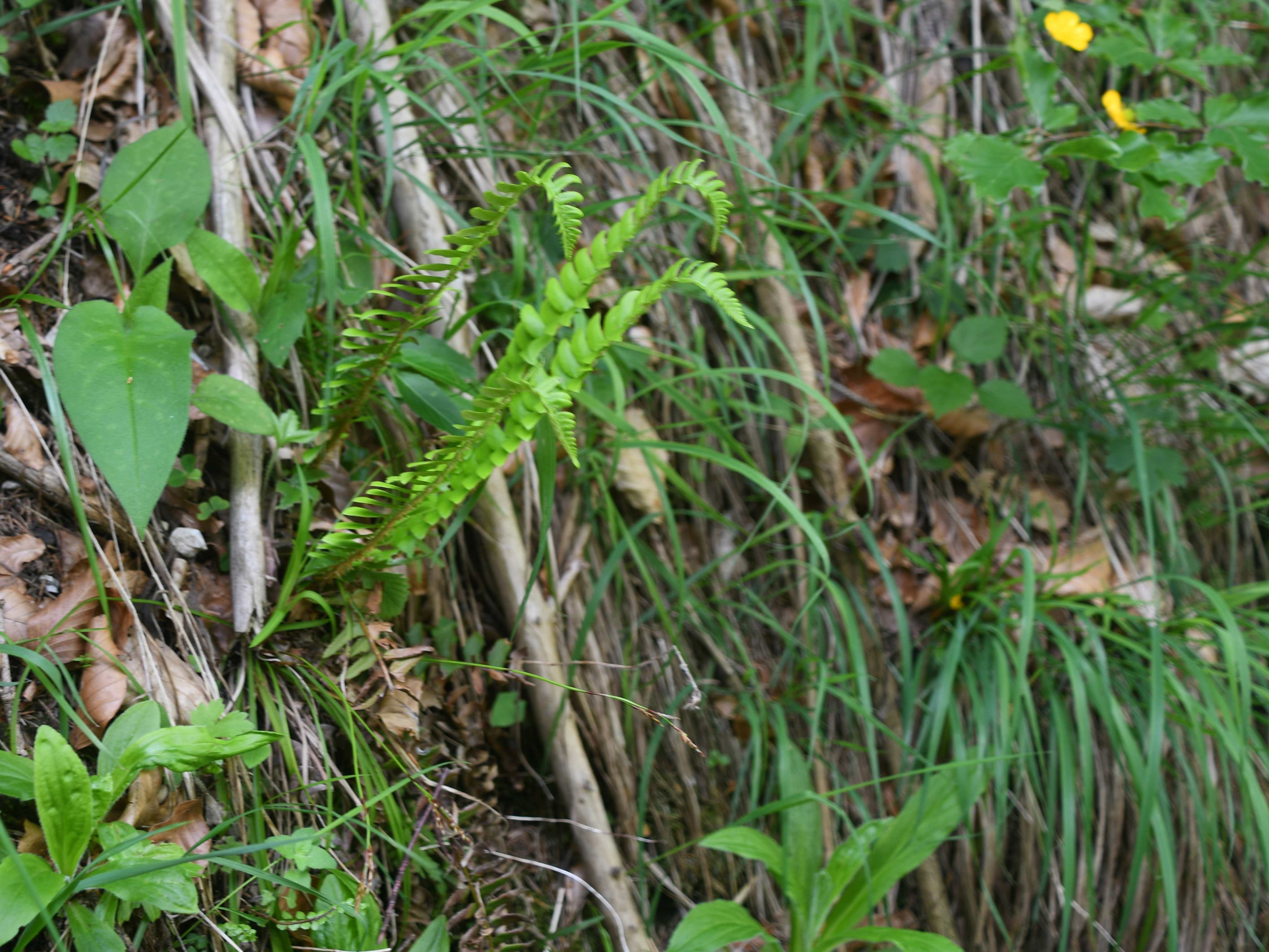 St. Aegyd - 04062026 - (642) - - Polystichum lonchitis - Lanzen-Schildfarn - unsicher.JPG