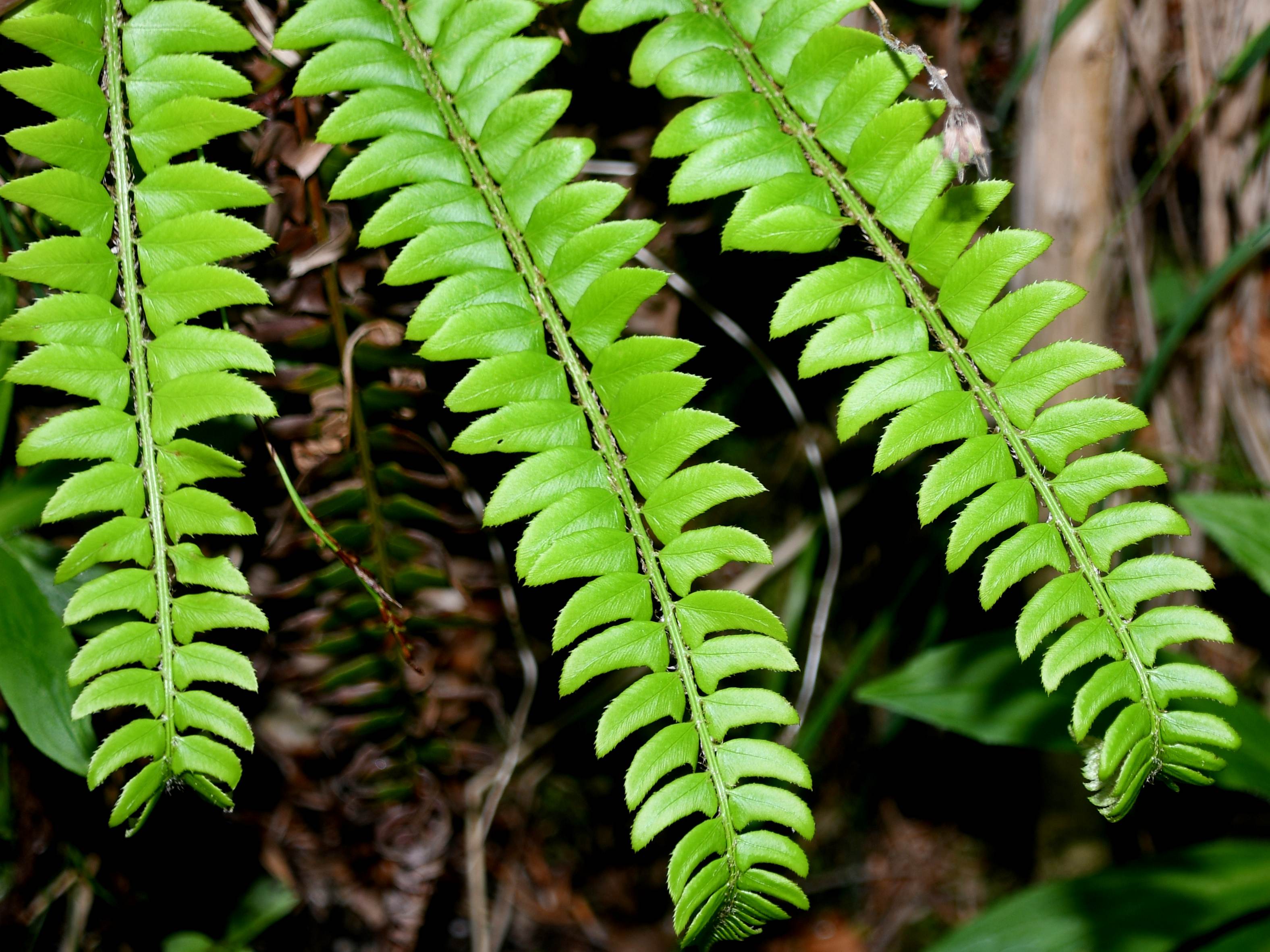 St. Aegyd - 04062026 - (644) - - Polystichum lonchitis - Lanzen-Schildfarn - unsicher.JPG