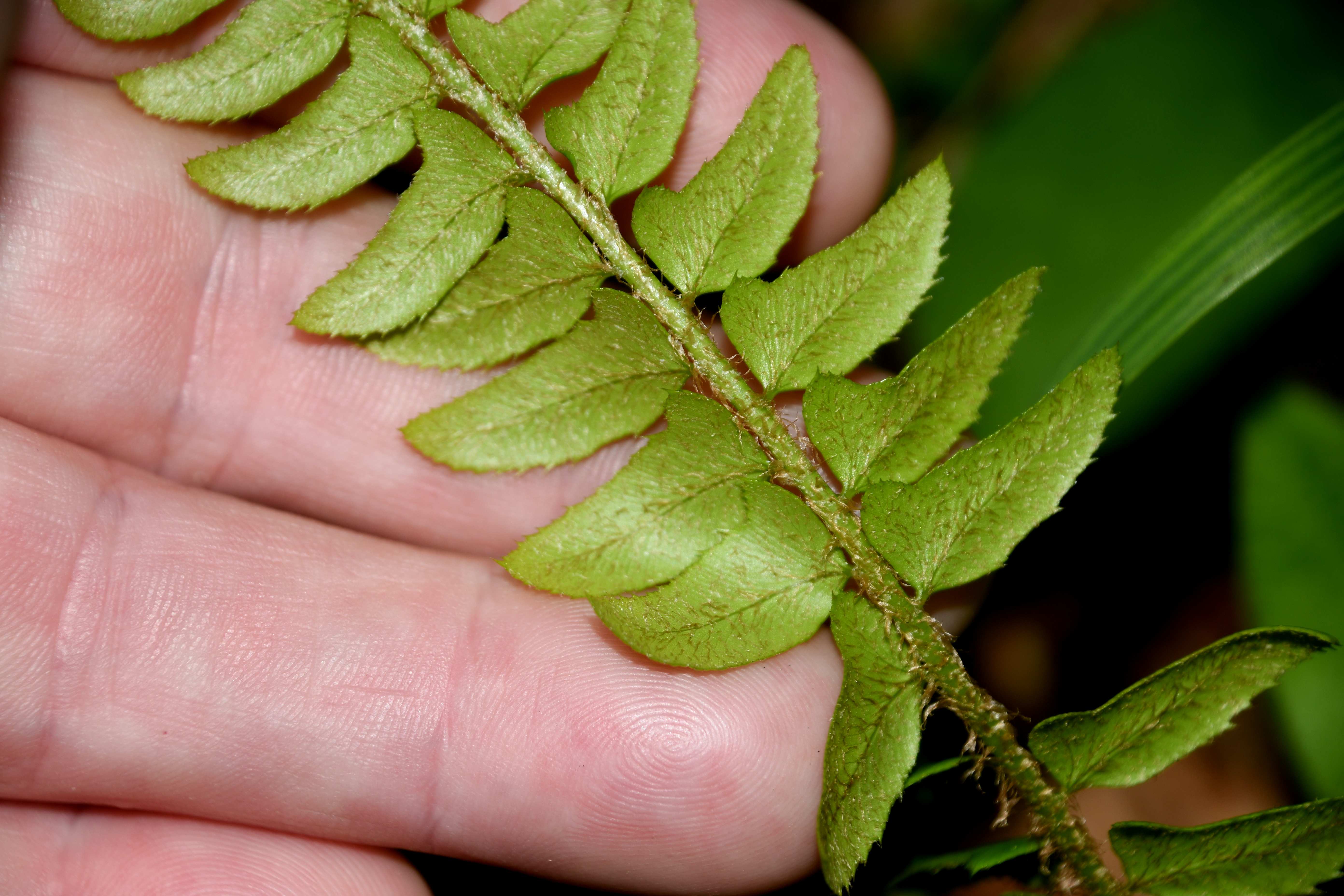 St. Aegyd - 04062026 - (645) -  - Polystichum lonchitis - Lanzen-Schildfarn - unsicher.JPG