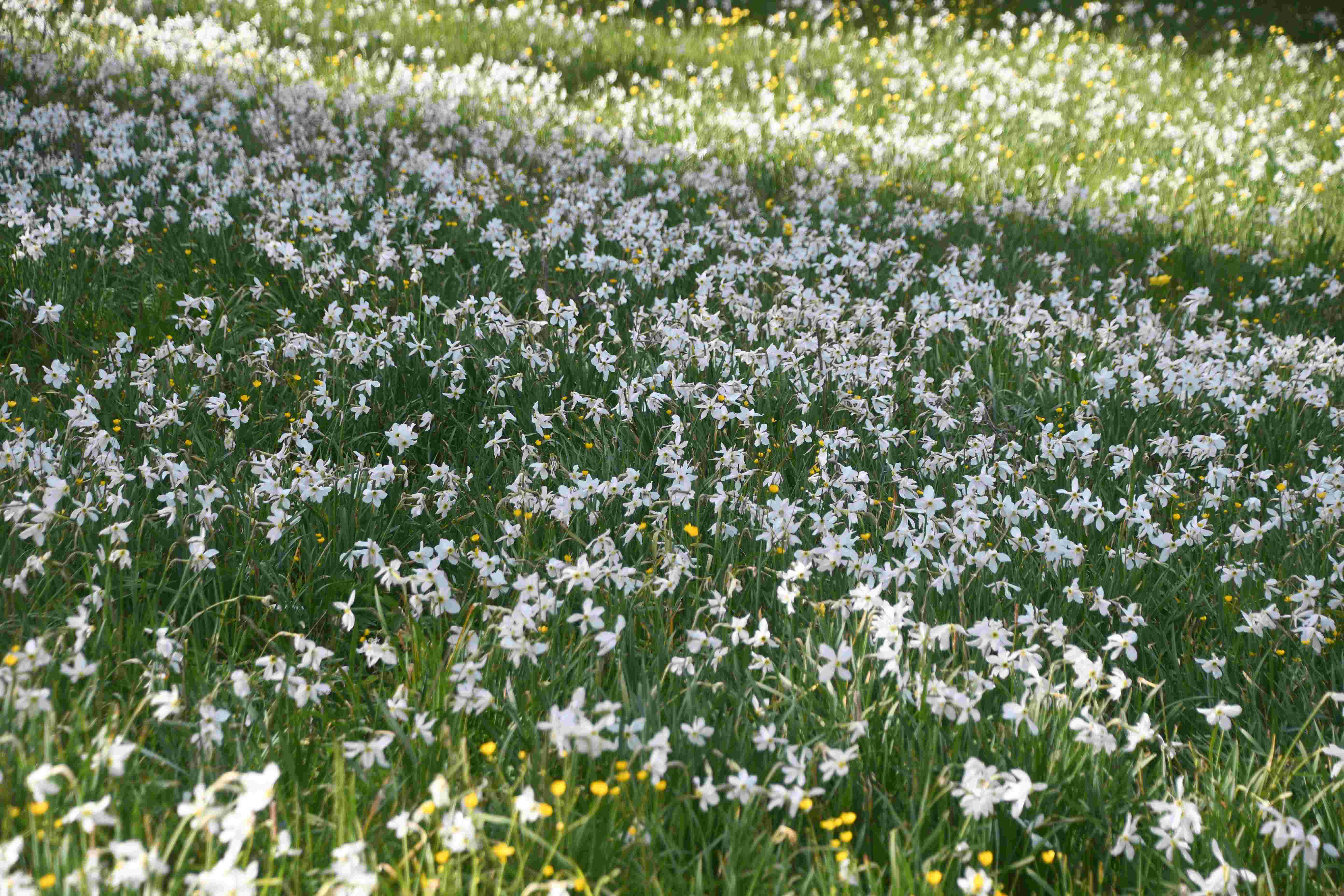 LF - - 04062026 - (573) - Narcissus radiiflorus - Stern-Narzisse.JPG