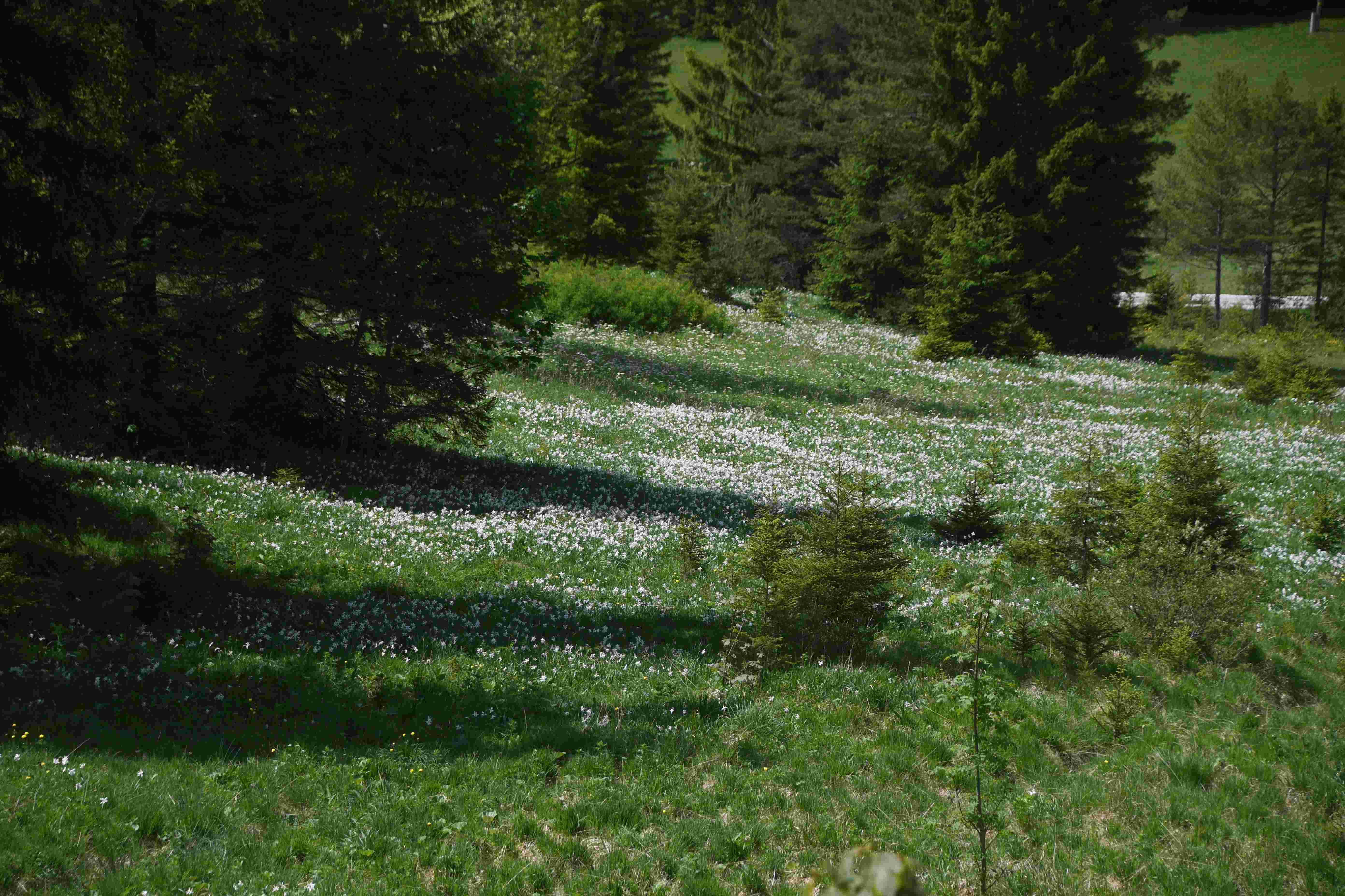 LF - 04062026 - (478) -  - Narcissus radiiflorus - Stern-Narzisse.JPG