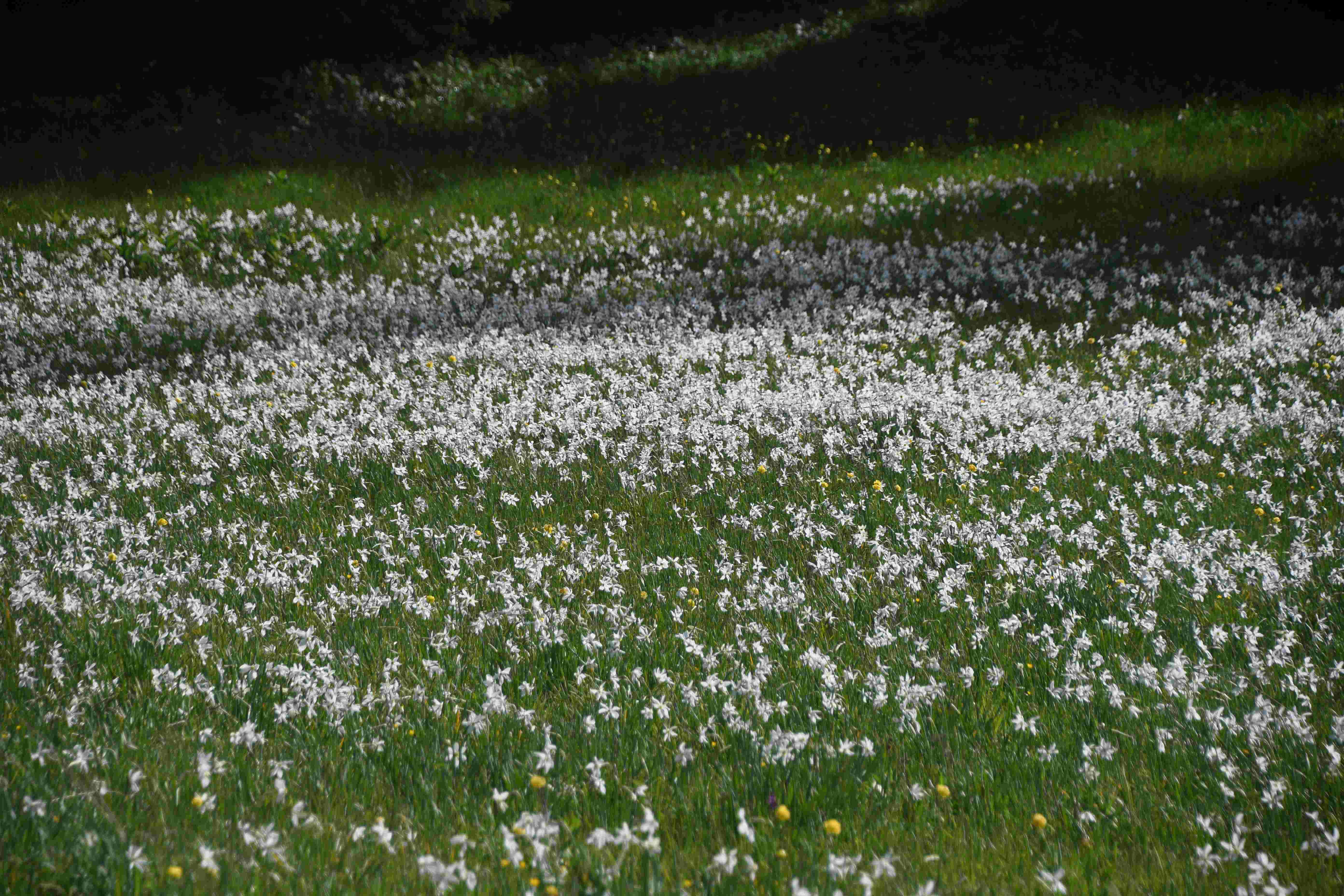 LF - 04062026 - (569) - Narcissus radiiflorus - Stern-Narzisse.JPG
