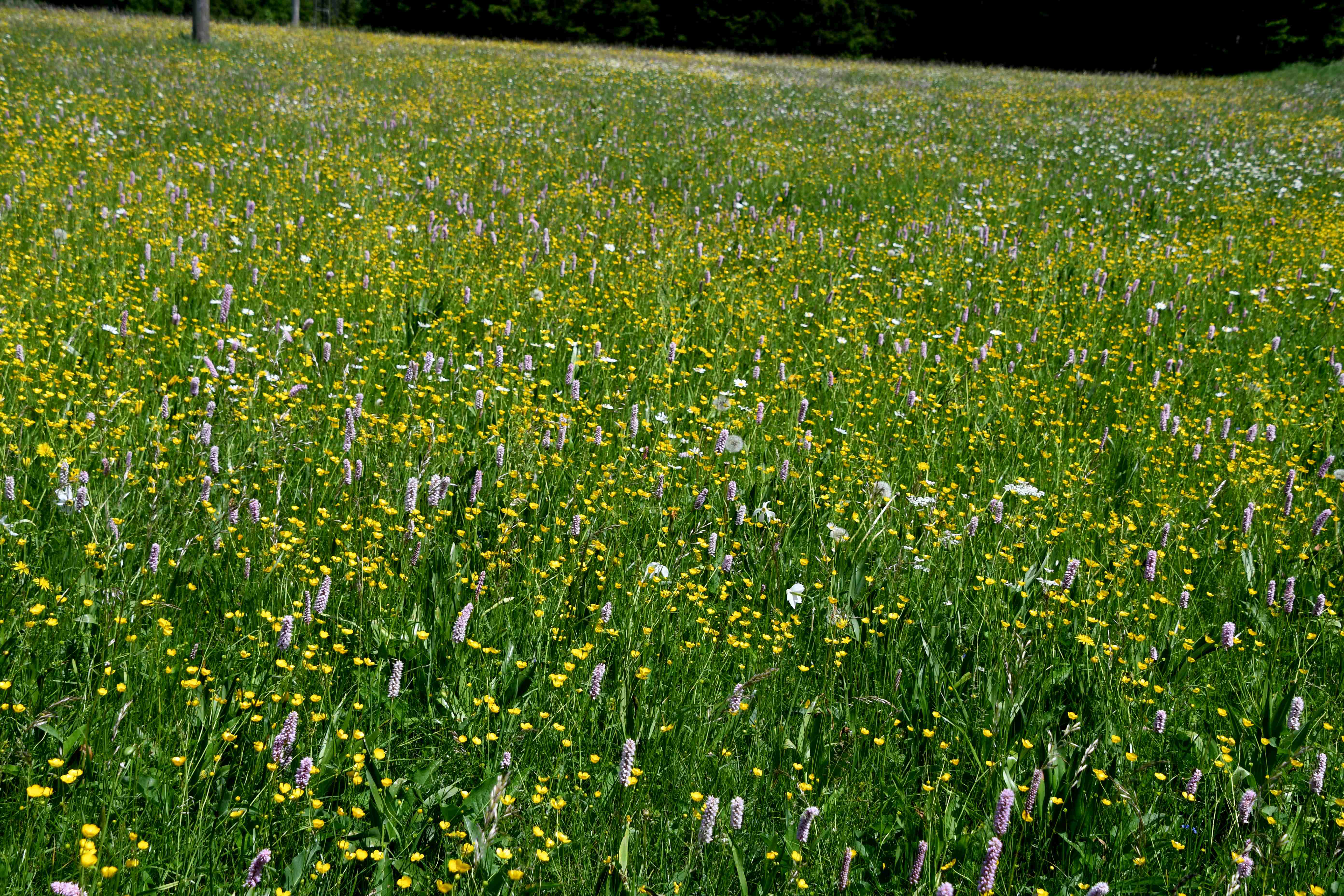 LF - 04062026 - (151) - - Persicaria bistorta - Schlangen-Knöterich und Narcissus radiiflorus - Stern-Narzisse.JPG