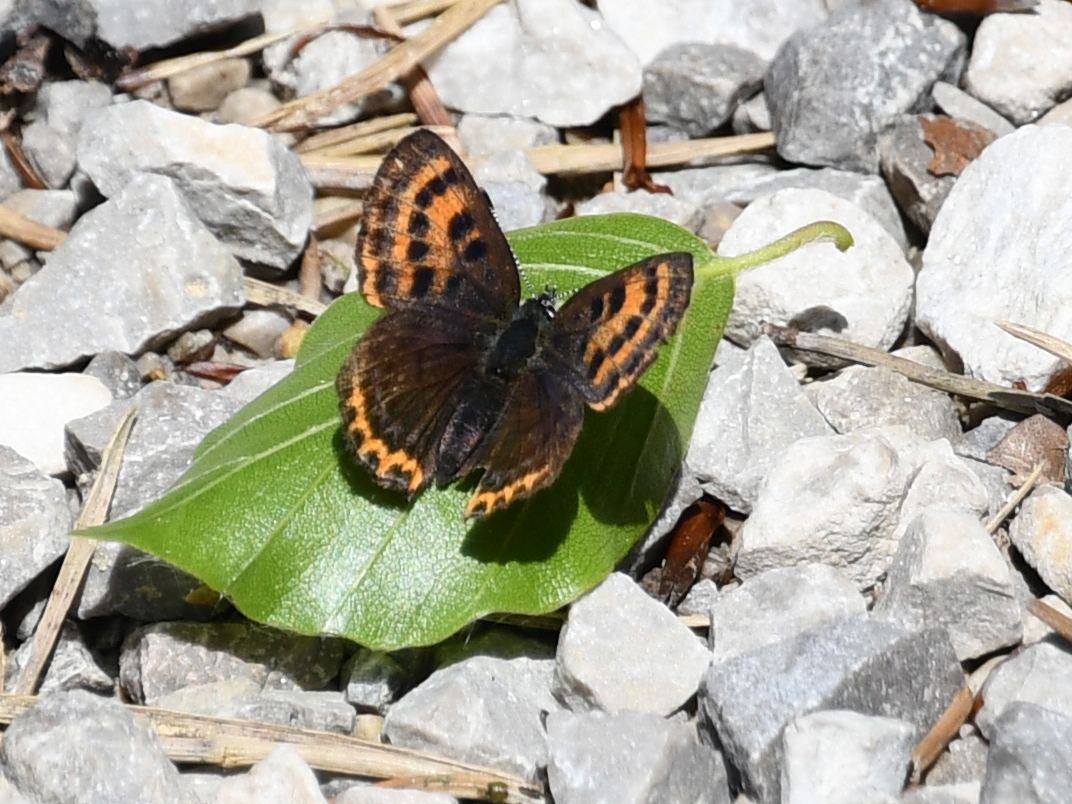 LF - 04062026 - (343a) - - Lycaena helle - Blauschillernder Feuerfalter.JPG