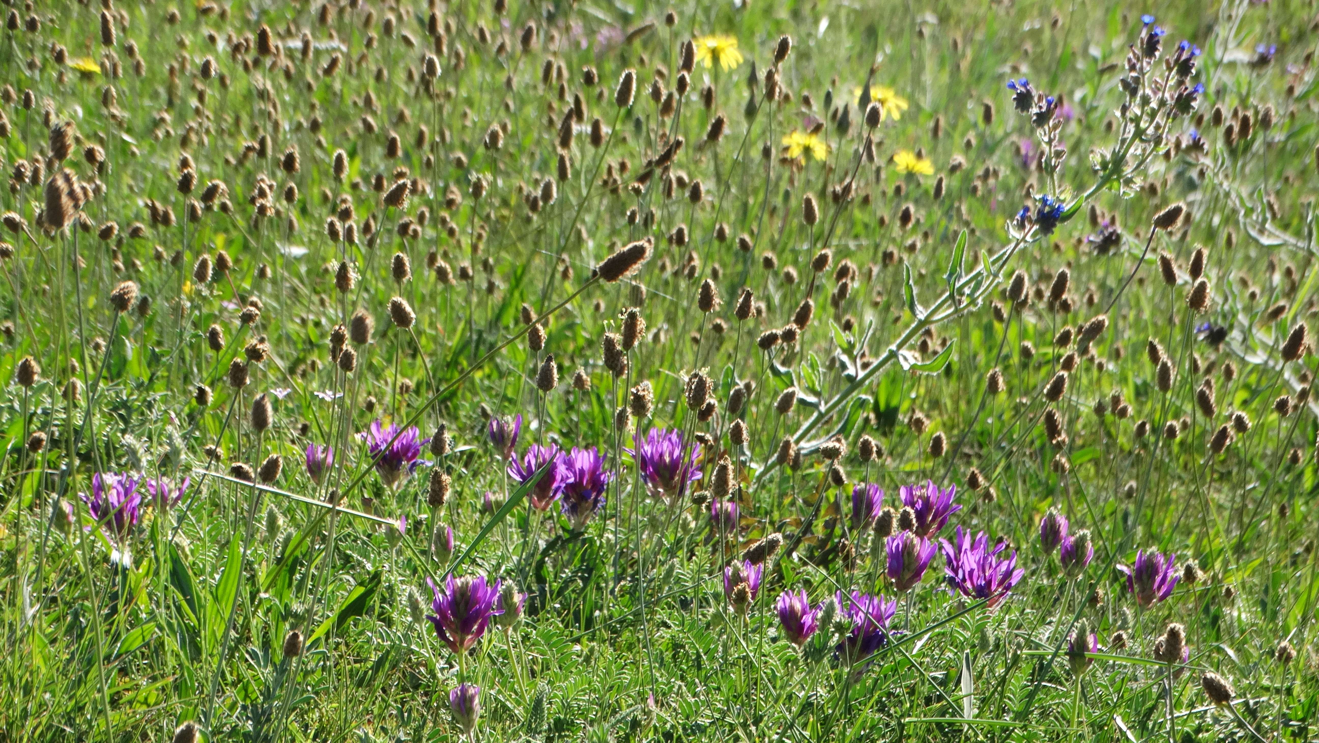 DSC03514 hainburg 2026-06-06 astragalus onobrychis, plantago lanceolata etc.jpg