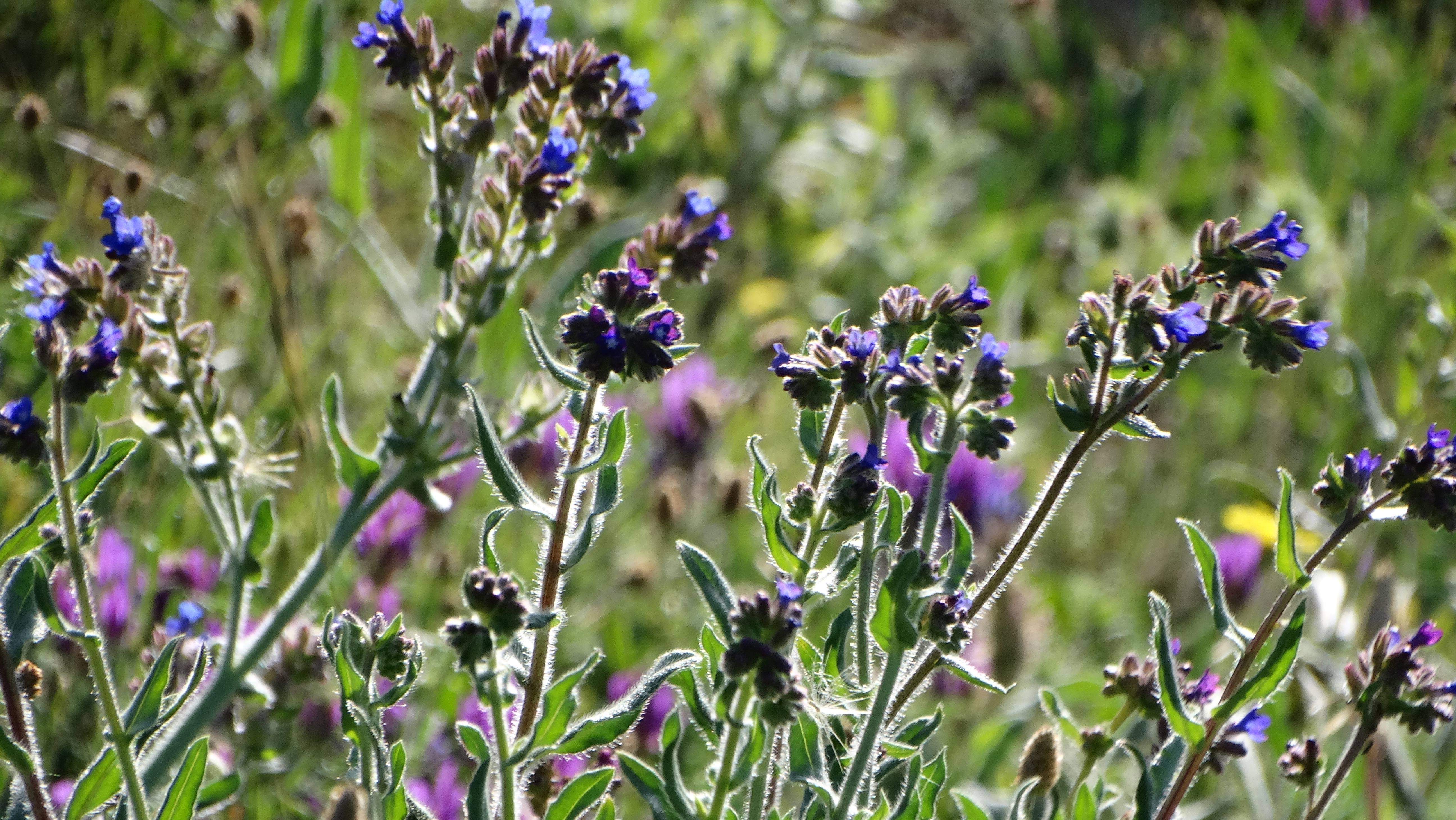 DSC03523 hainburg 2026-06-06 anchusa officinalis.jpg