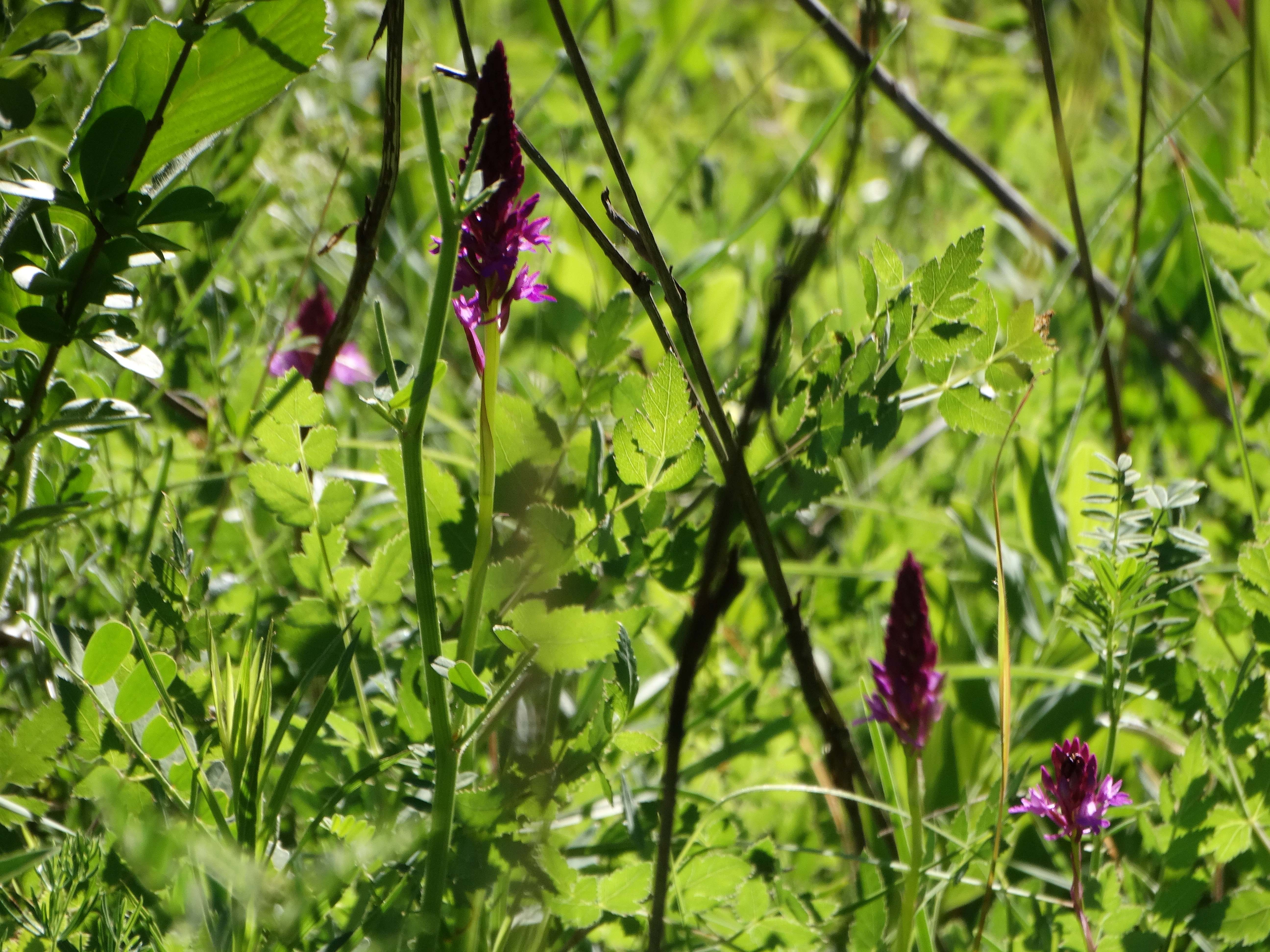 DSC03548 braunsberg 2026-06-06 anacamptis pyramidalis.jpg