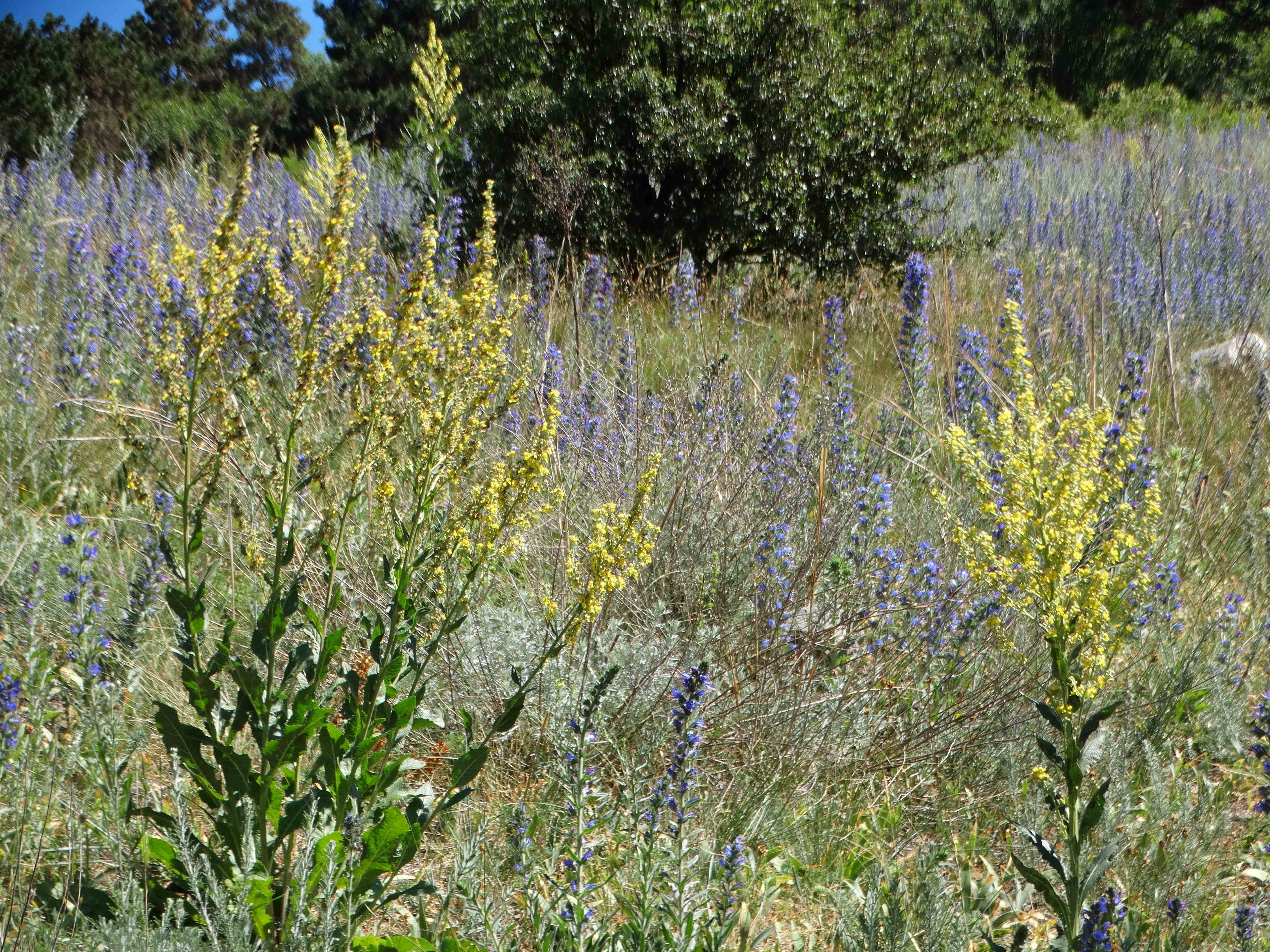 DSC03640 braunsberg 2026-06-06 echium vulgare, verbascum lychnitis.jpg