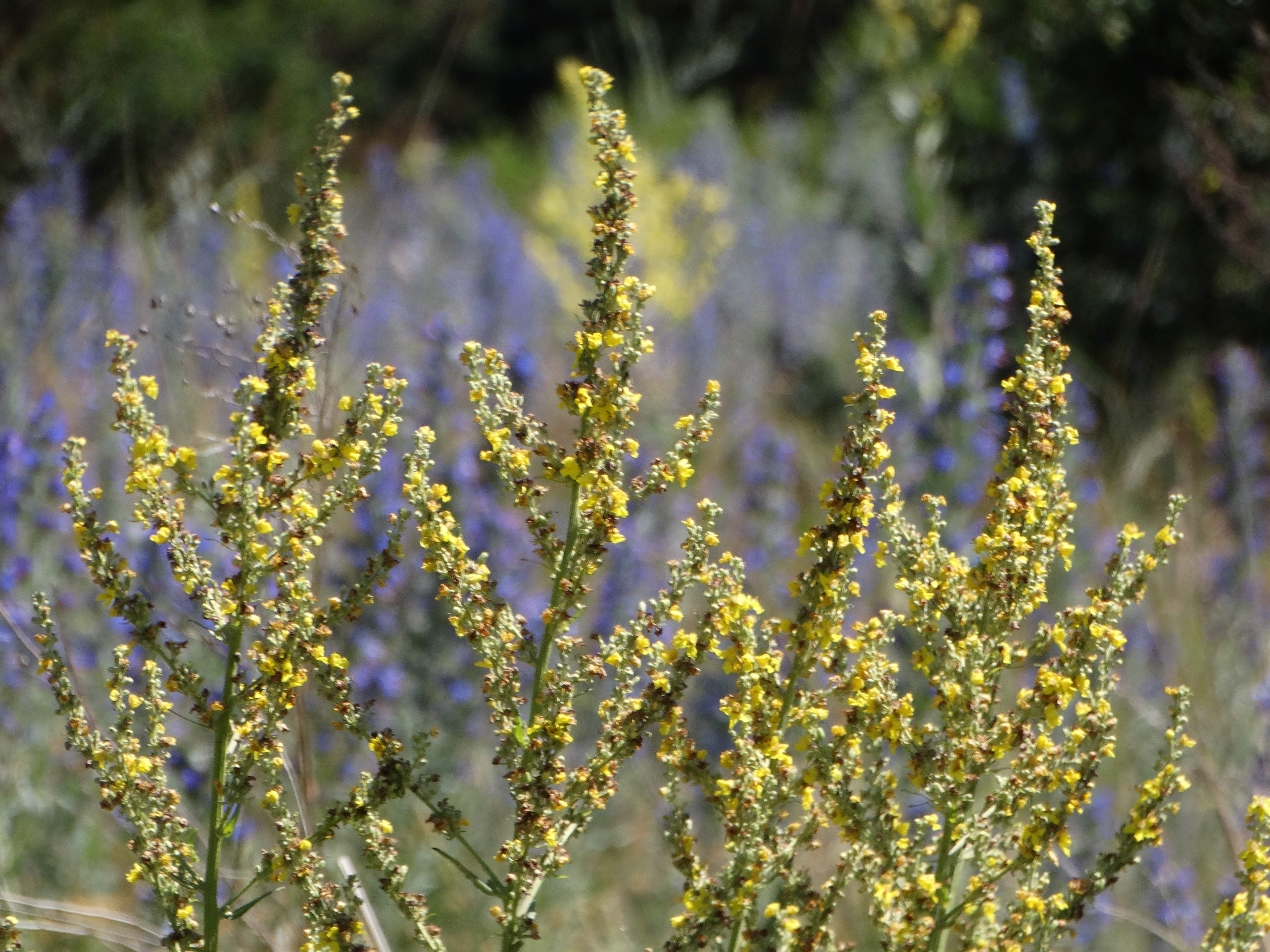 DSC03642 braunsberg 2026-06-06 echium vulgare, verbascum lychnitis.jpg