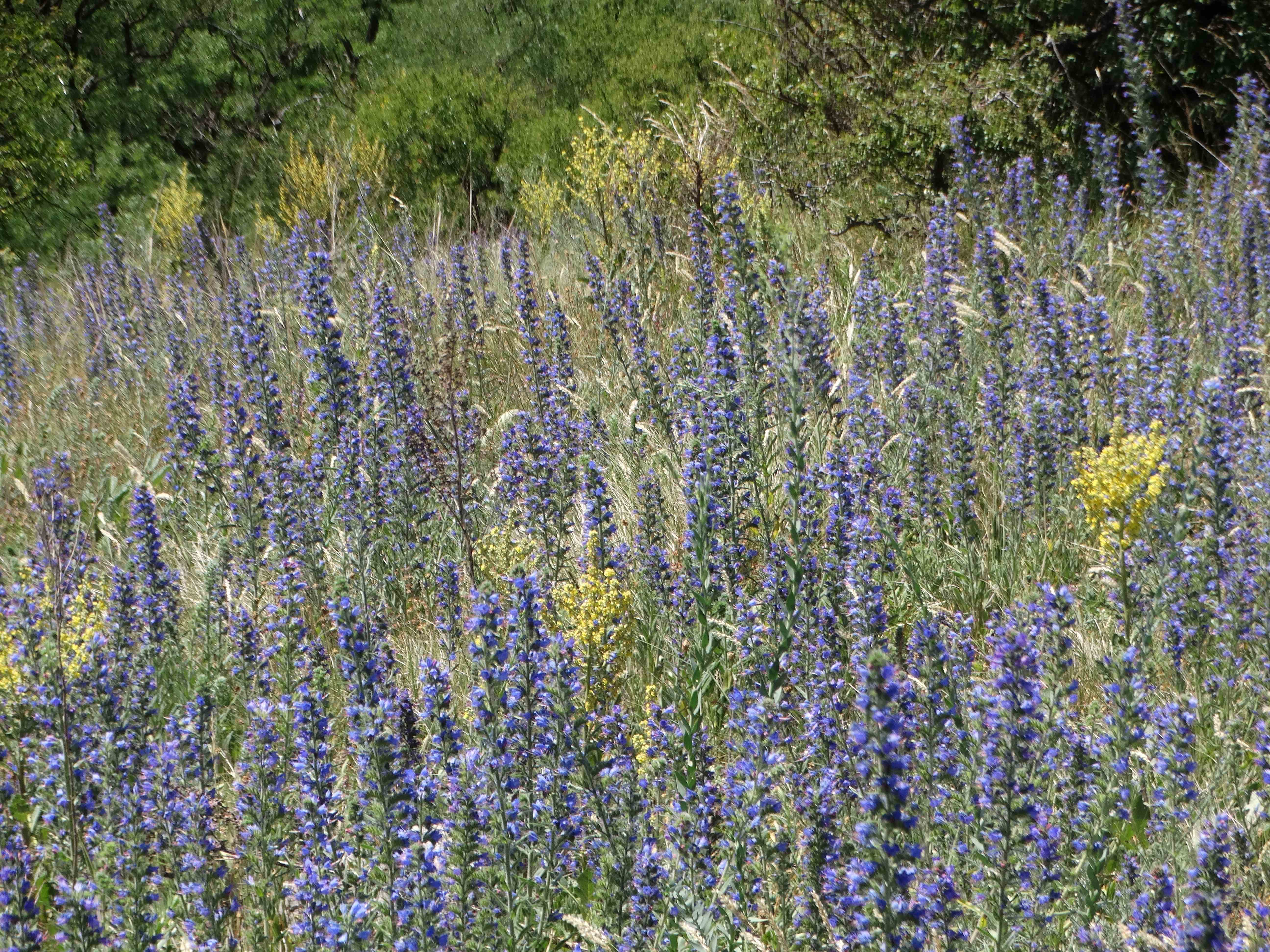 DSC03725 braunsberg 2026-06-06 echium vulgare.jpg