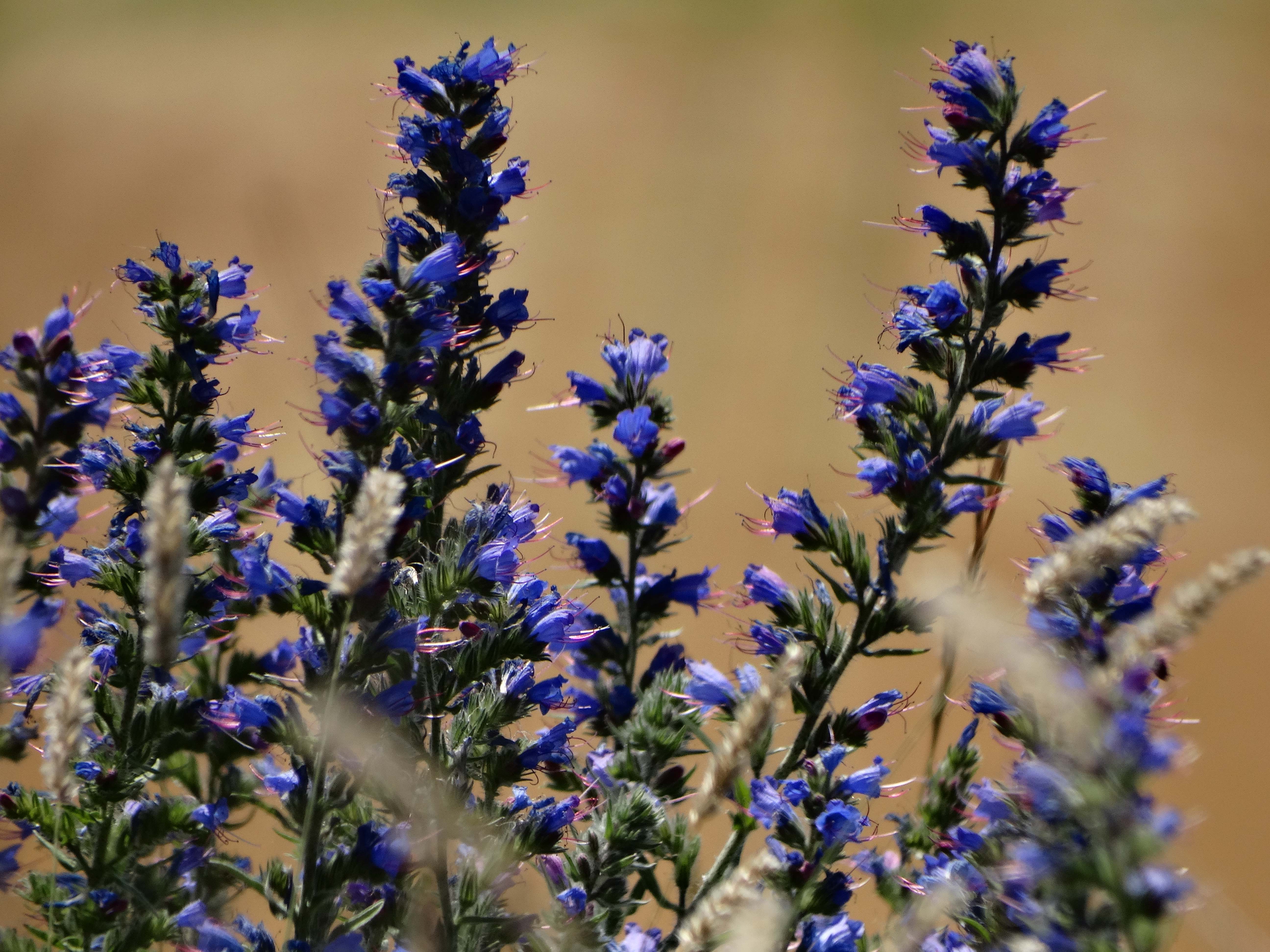 DSC03763 braunsberg 2026-06-06 echium vulgare.jpg