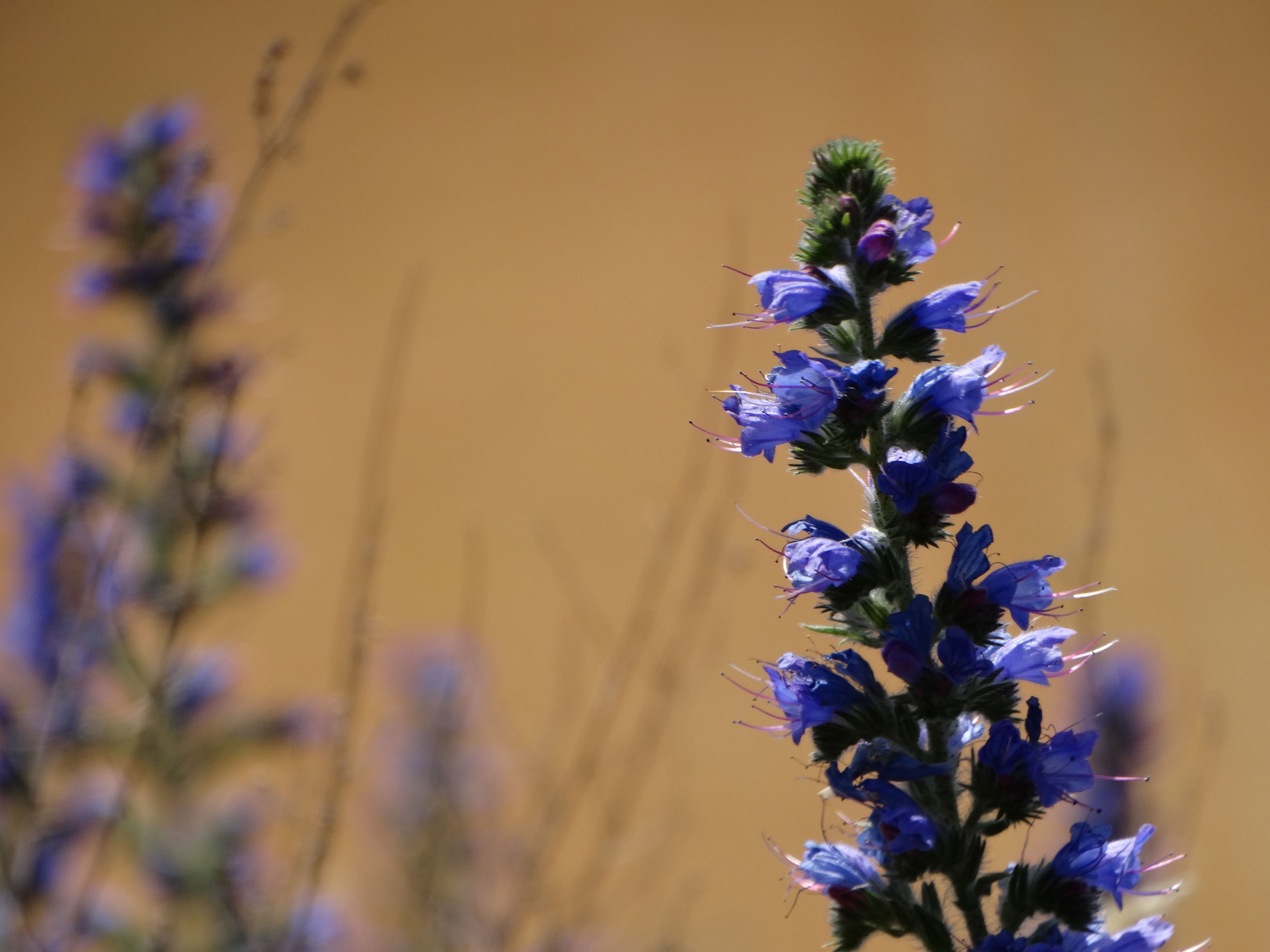 DSC03769 braunsberg 2026-06-06 echium vulgare.jpg