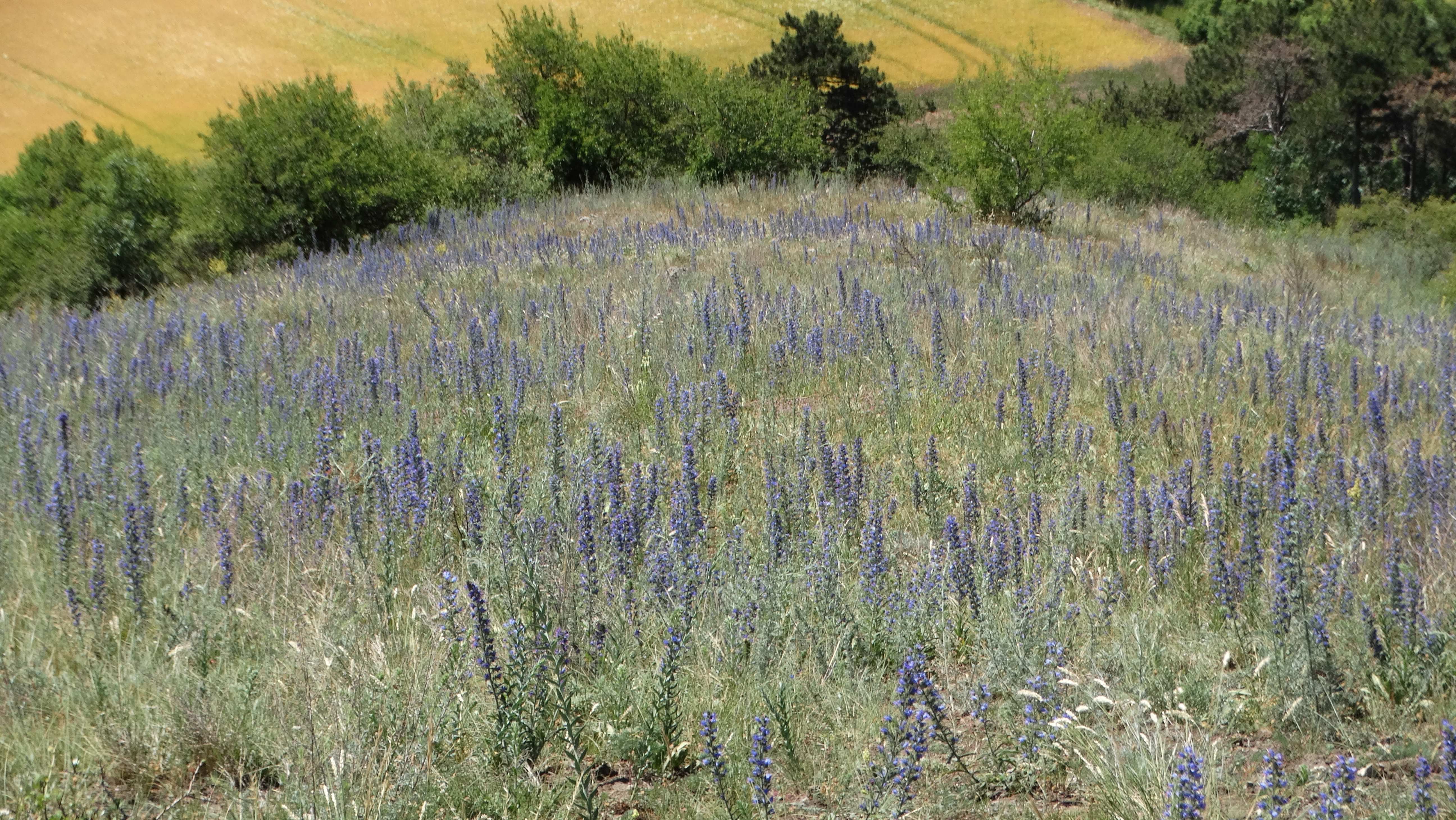 DSC03810 braunsberg 2026-06-06 echium vulgare.jpg
