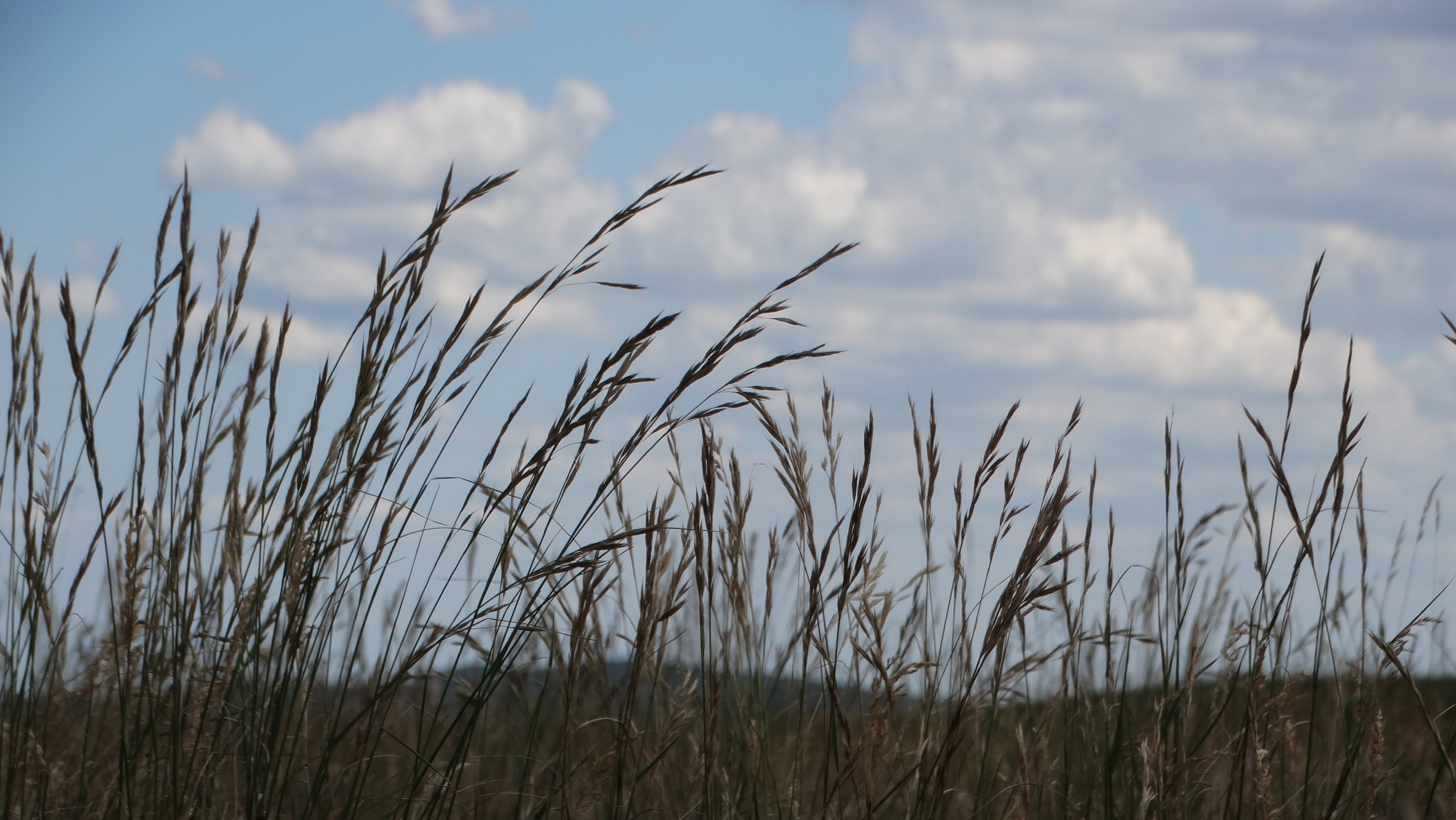 DSC03857 braunsberg 2026-06-06 bromus erectus.jpg