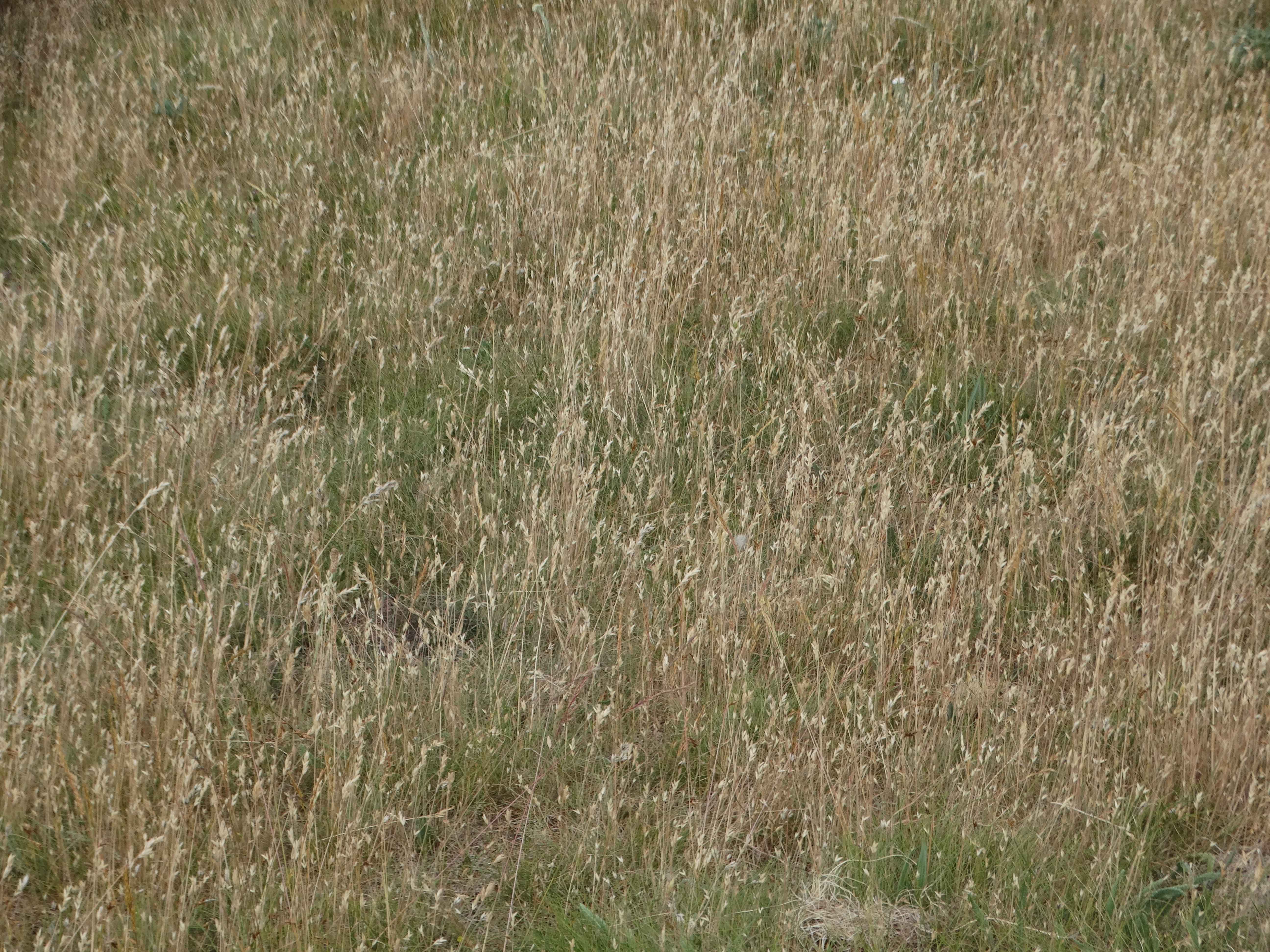 DSC03880 braunsberg 2026-06-06 bromus hordeaceus.jpg