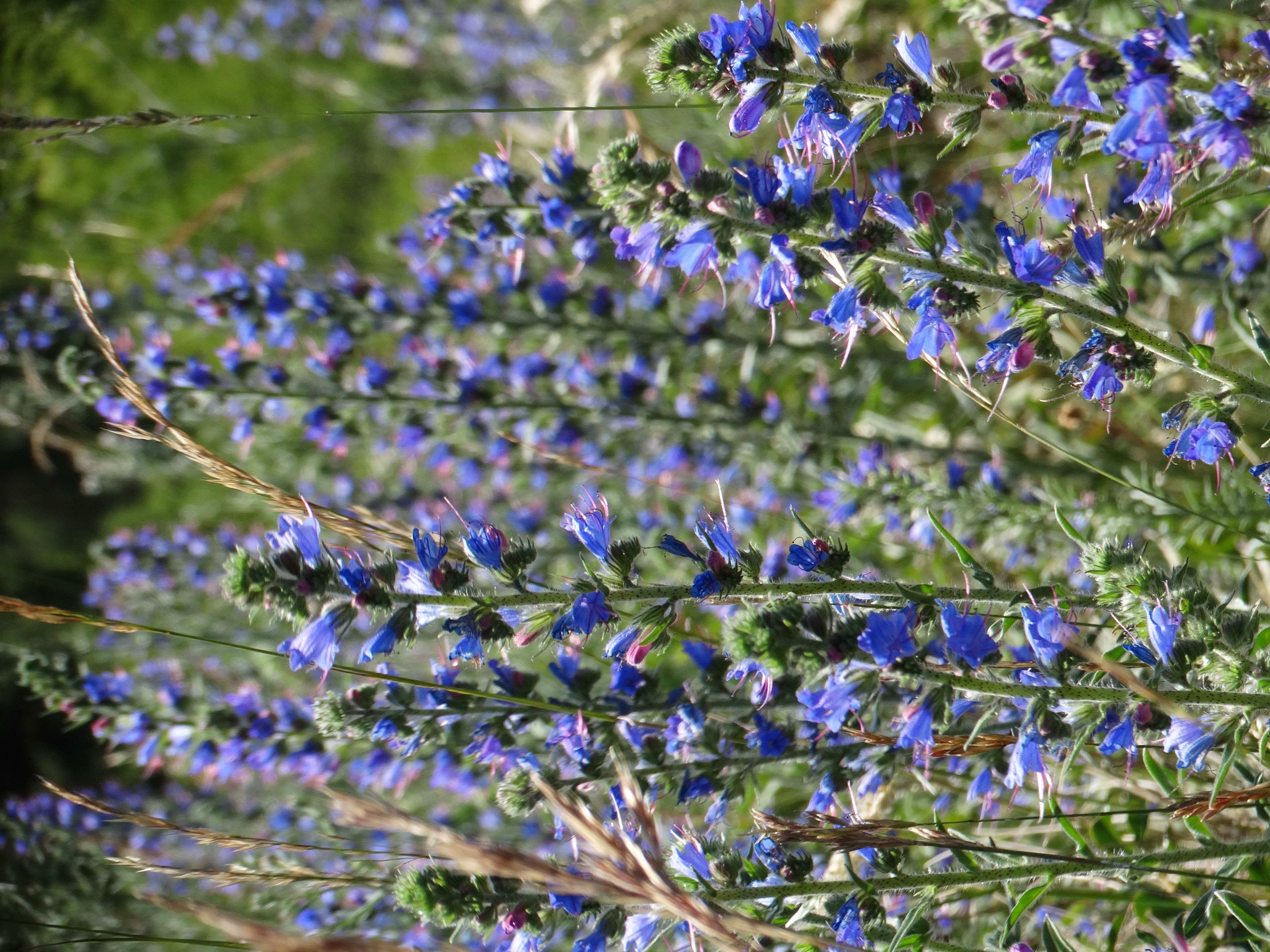 DSC03687 braunsberg 2026-06-06 echium vulgare.jpg