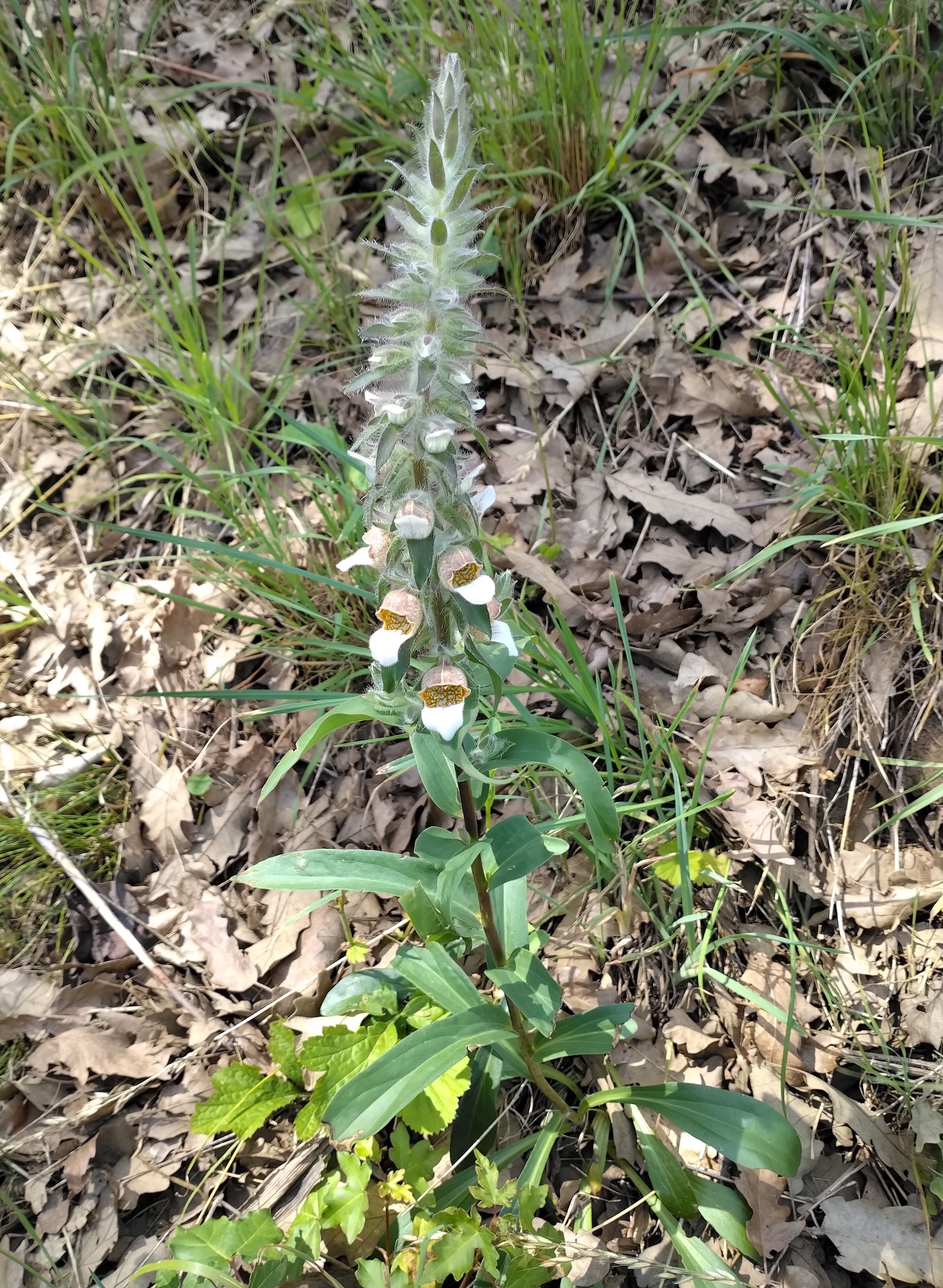 digitalis lanata zw. rastplatz fischamend und kalter berg_20260607_111053.jpg