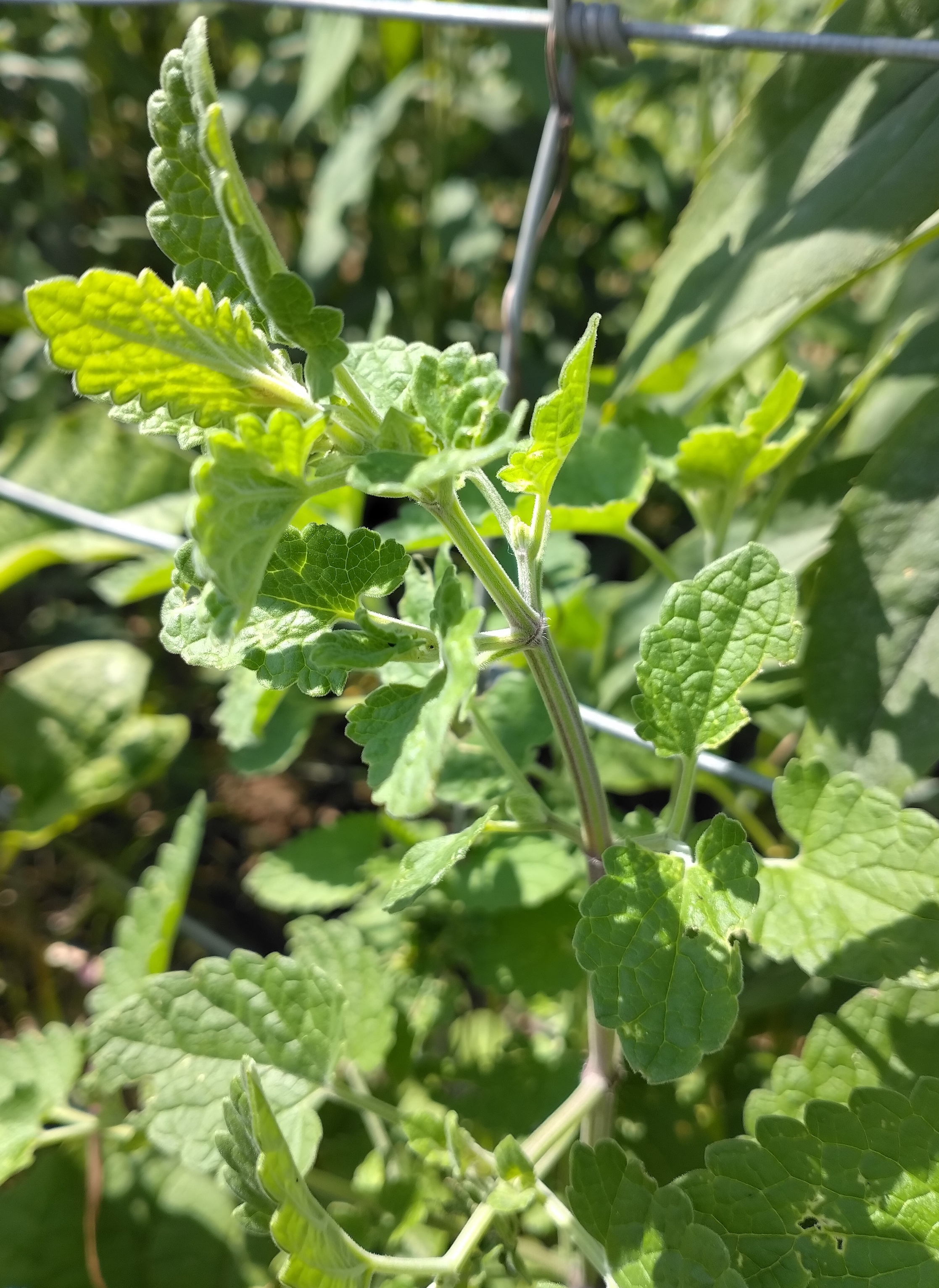 nepeta cataria zw. rastplatz fischamend und kalter berg_20260607_110232.jpg