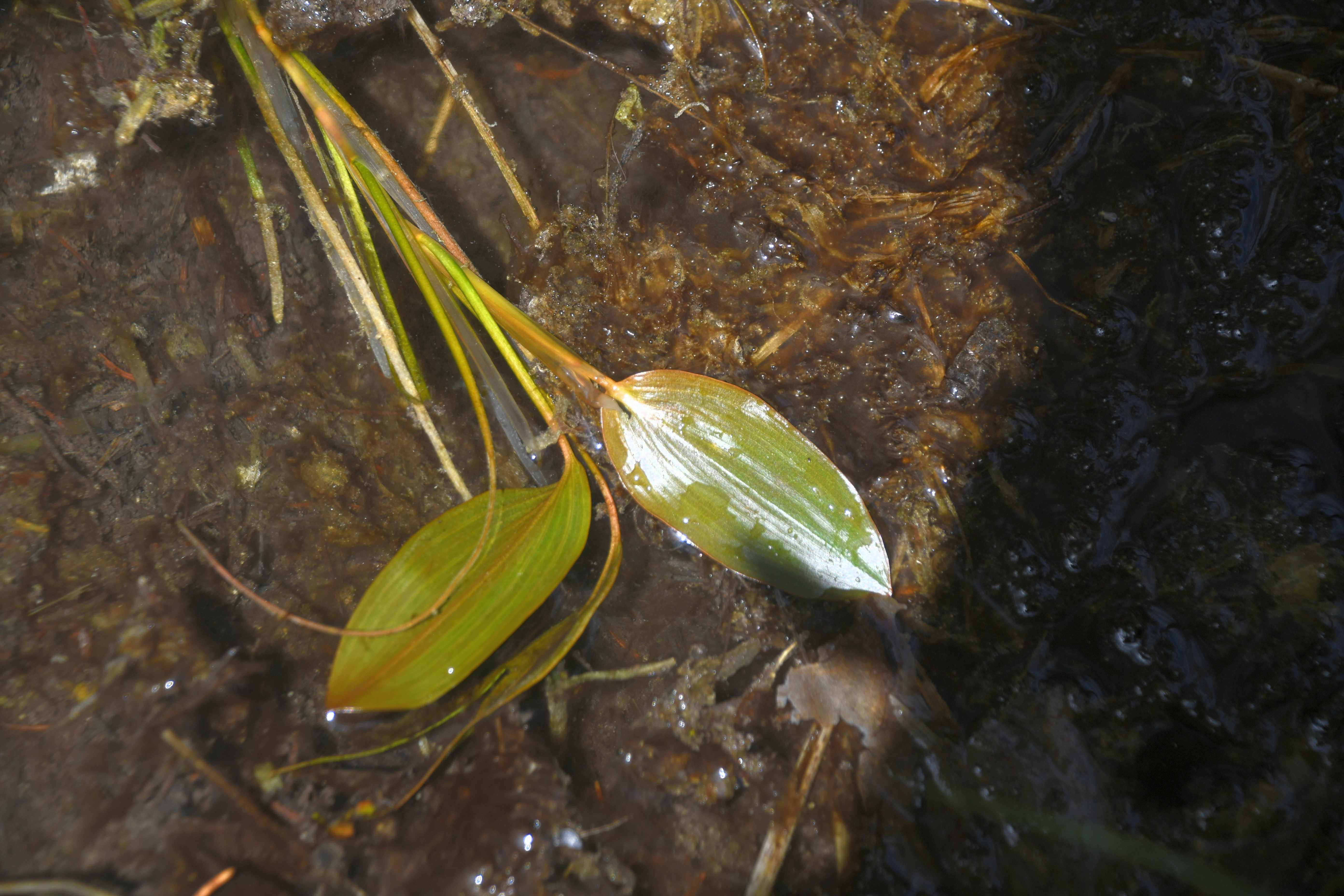 St. Aegyd- 06062026 - (195) - - Potamogeton - unsicher.JPG