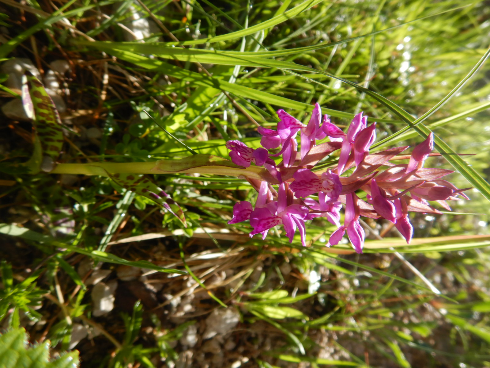 DSCN6122 bei neuhaus 2026-06-04 dactylorhiza cf. majalis.JPG