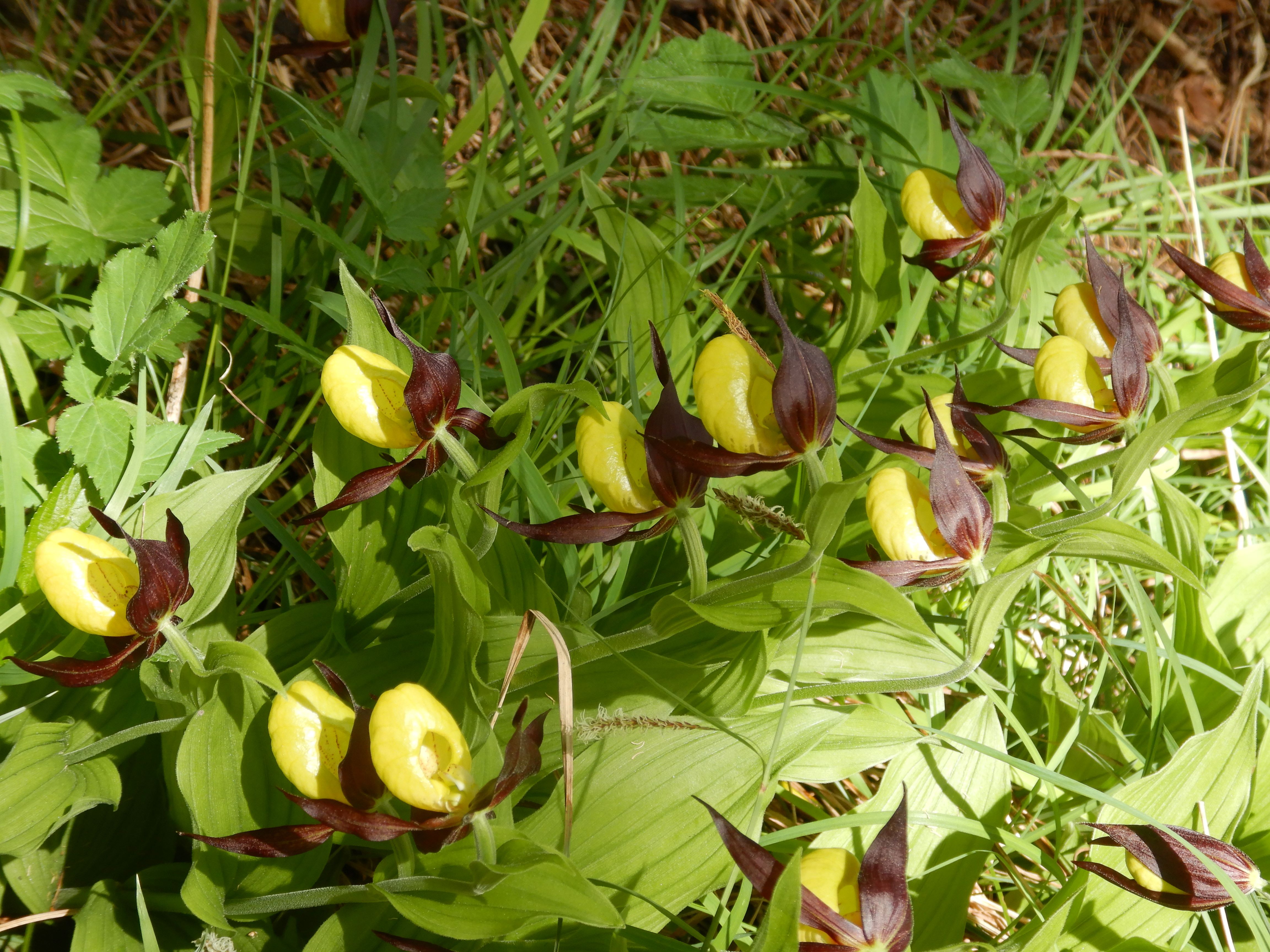 DSCN6474 oistal bei neuhaus 2026-06-04 cypripedium calceolus.jpg