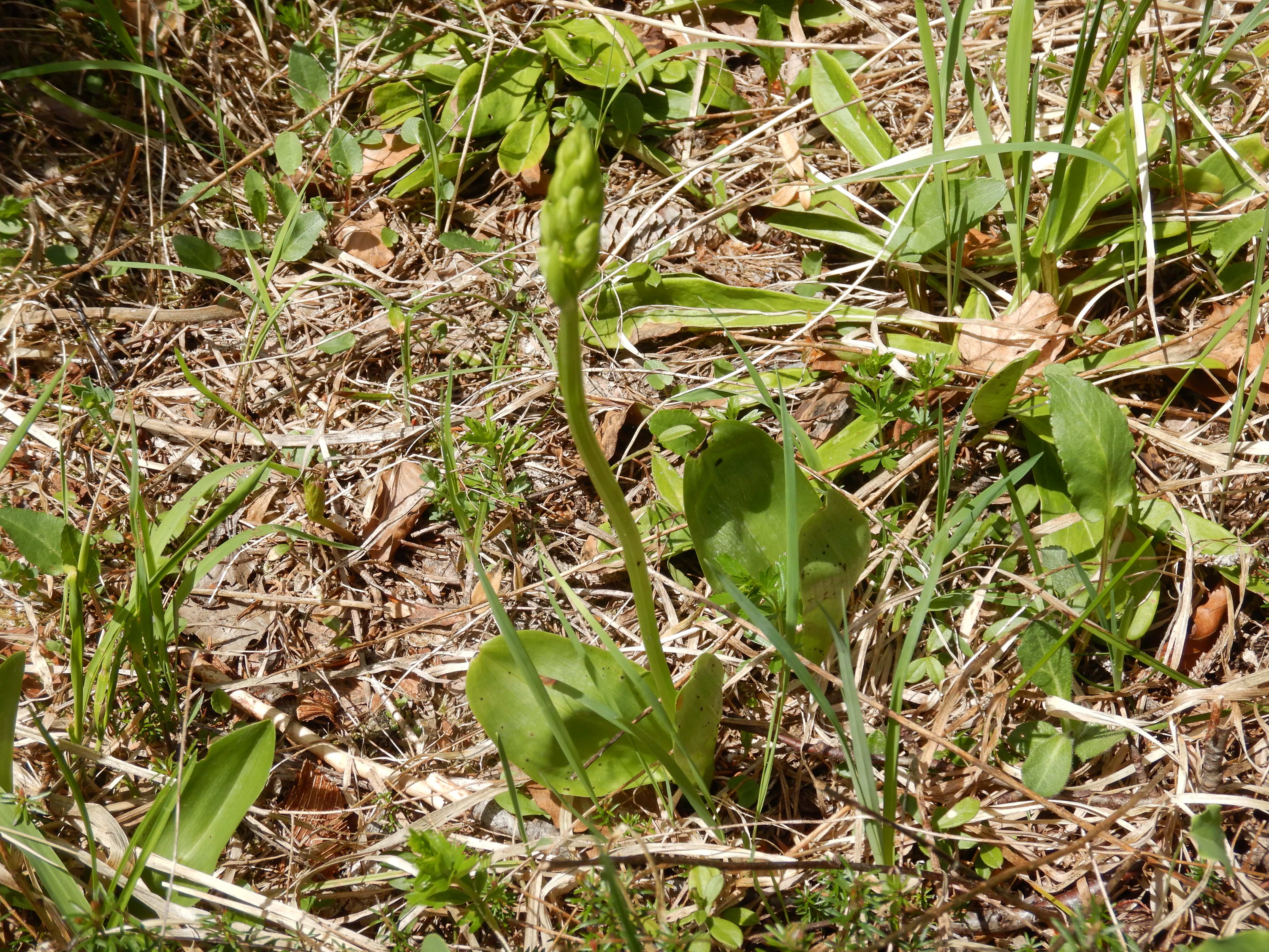 DSCN6564 oistal bei neuhaus 2026-06-04 platanthera cf. chlorantha.jpg