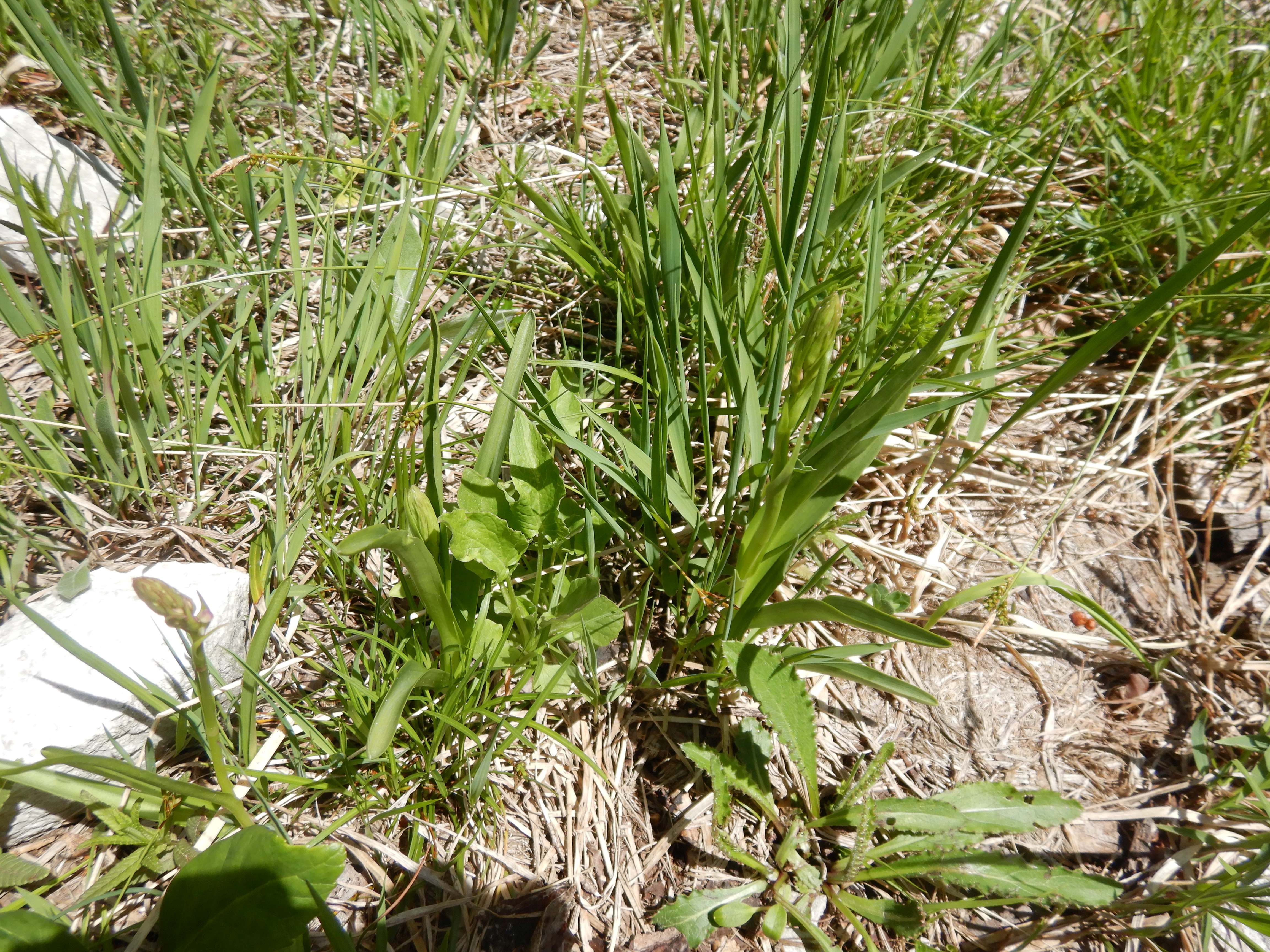 DSCN6585 oistal bei neuhaus 2026-06-04 gymnadenia cf. conopsea.jpg