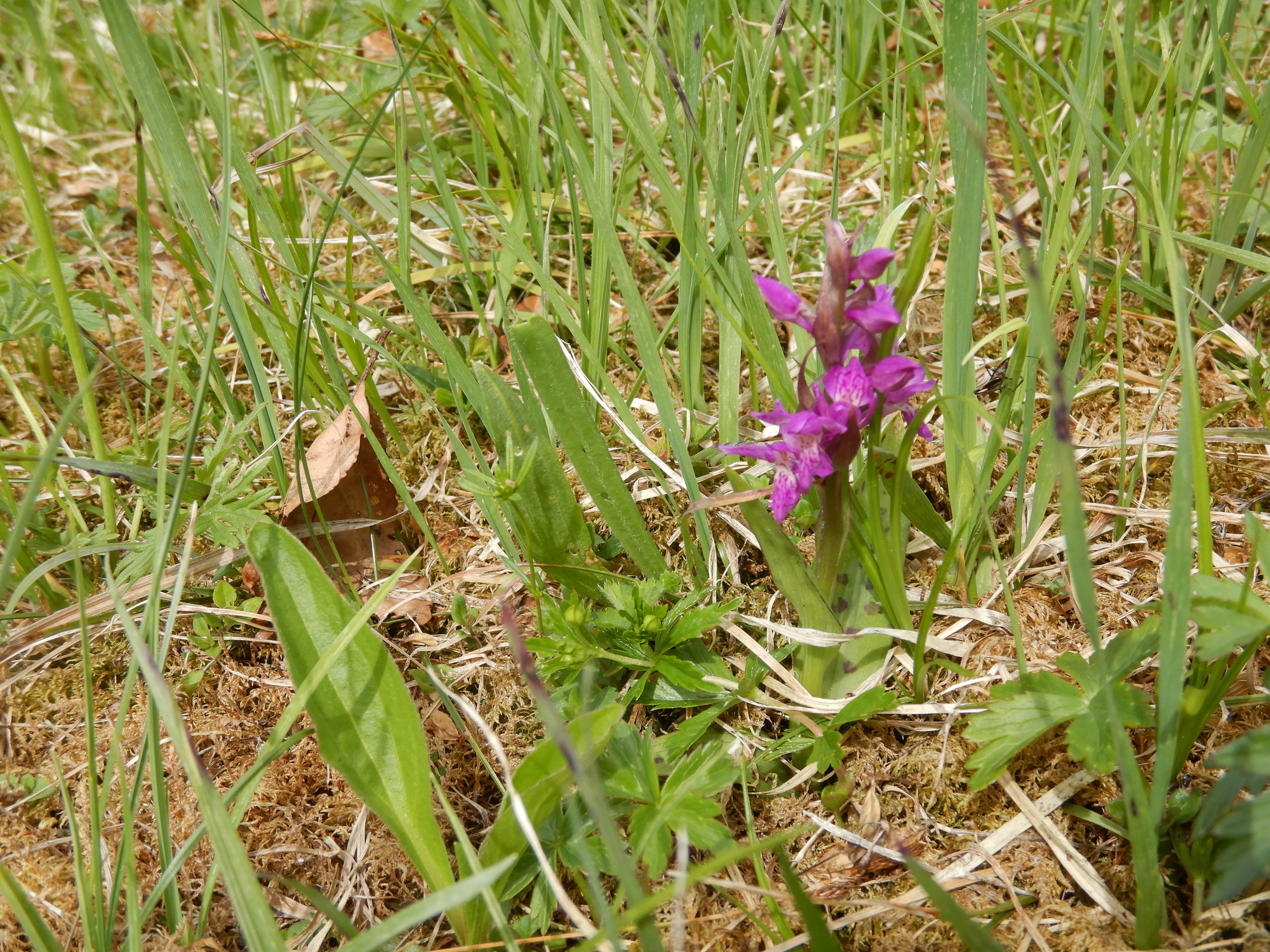 DSCN6774 friedhof neuhaus 2026-06-04 dactylorhiza majalis.jpg