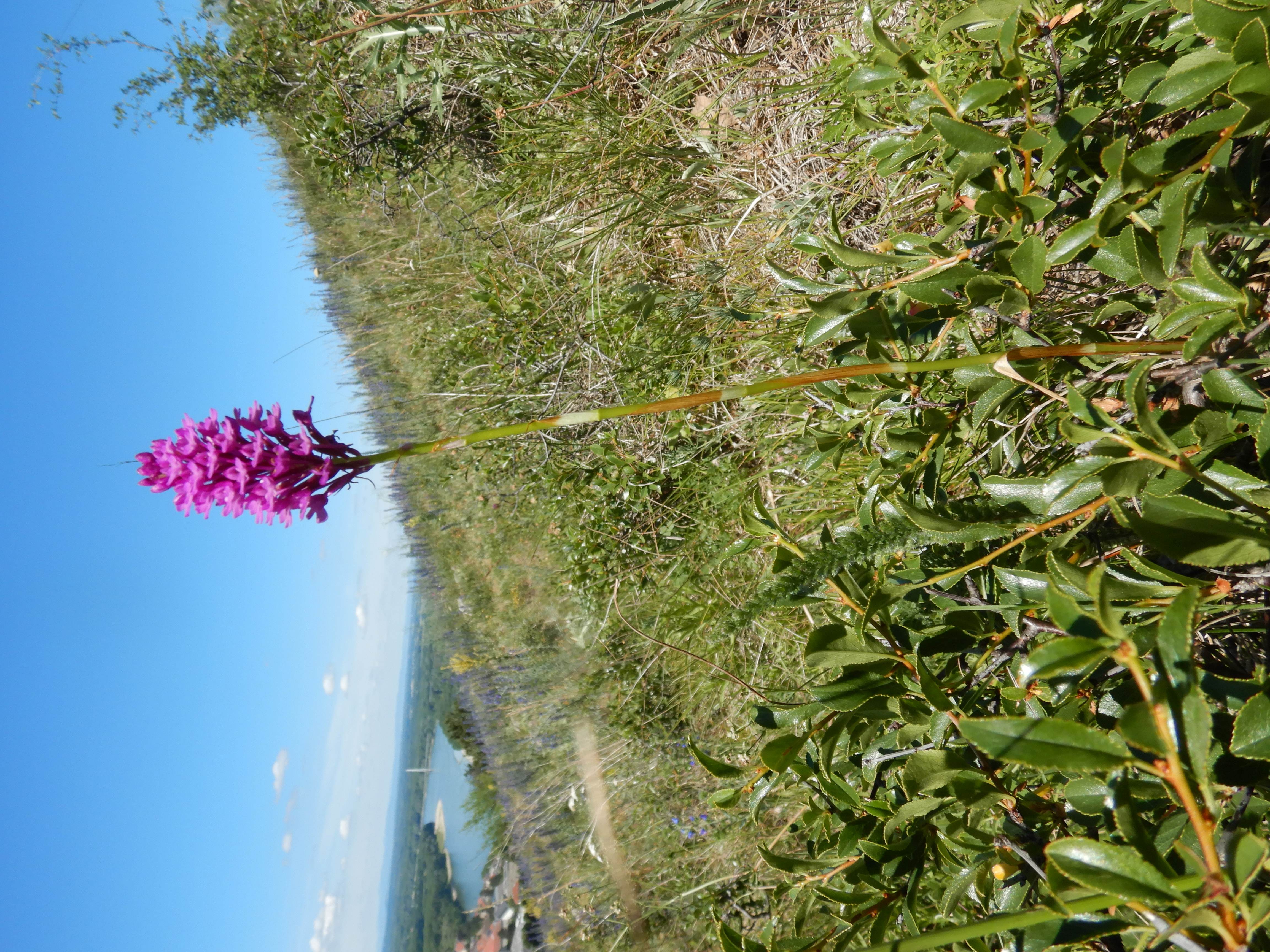 DSCN7255 braunsberg 2026-06-06 anacamptis pyramidalis.jpg
