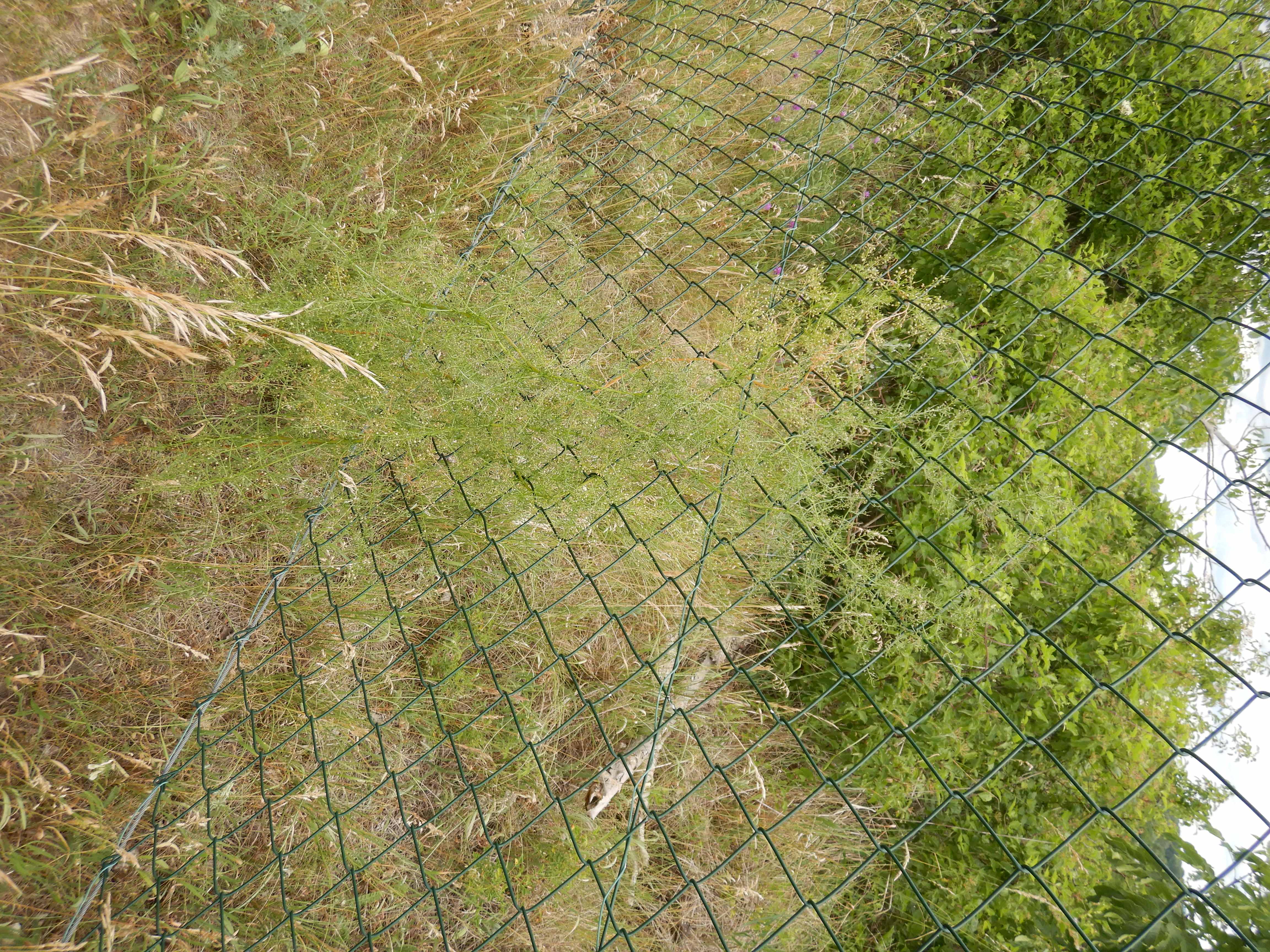 DSCN7998 2026-06-07 asparagus verticillatus dt. altenburg nahe kirche.jpg