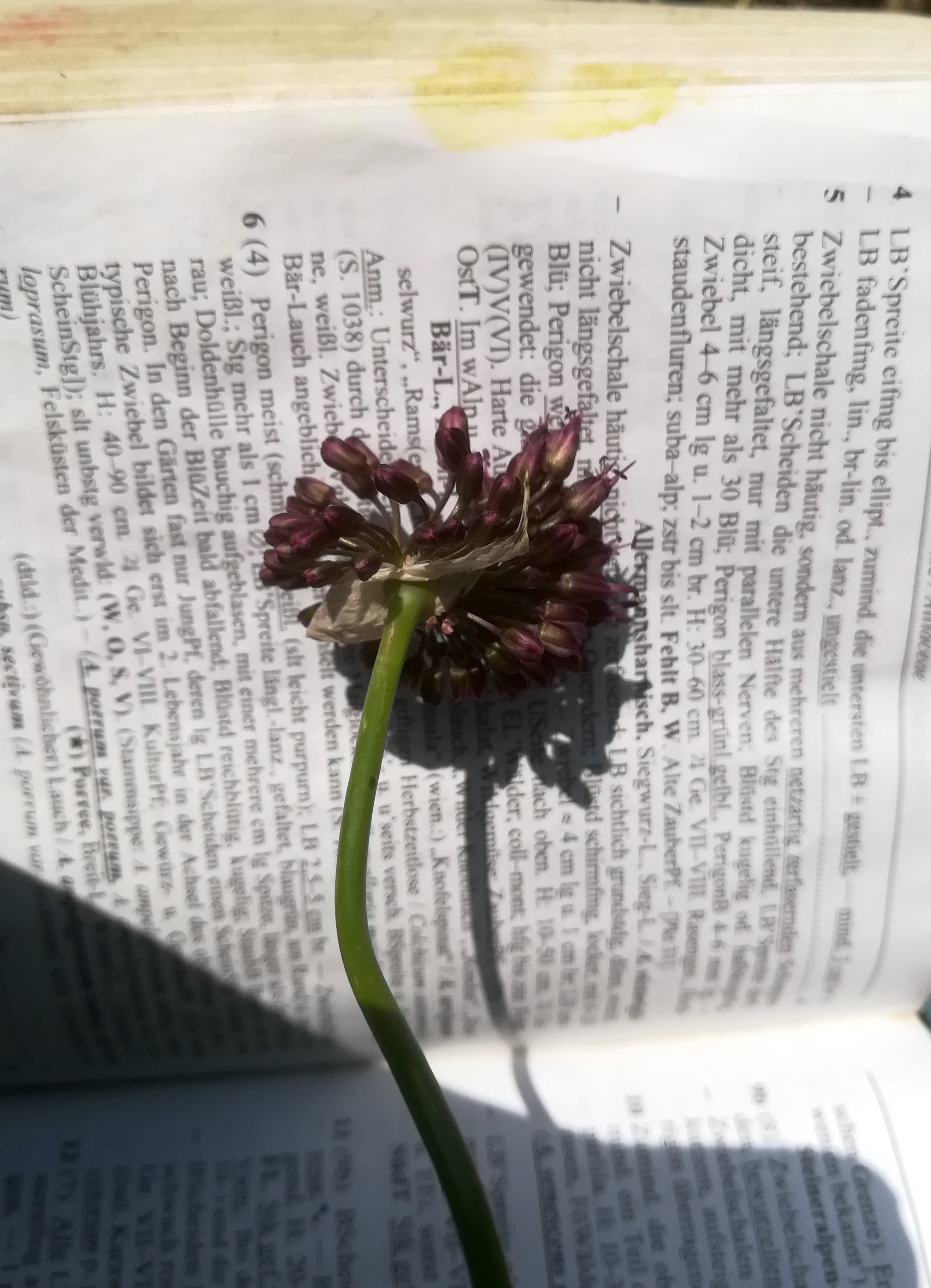 allium sp. schwadorfer wald_20180621_135009.jpg