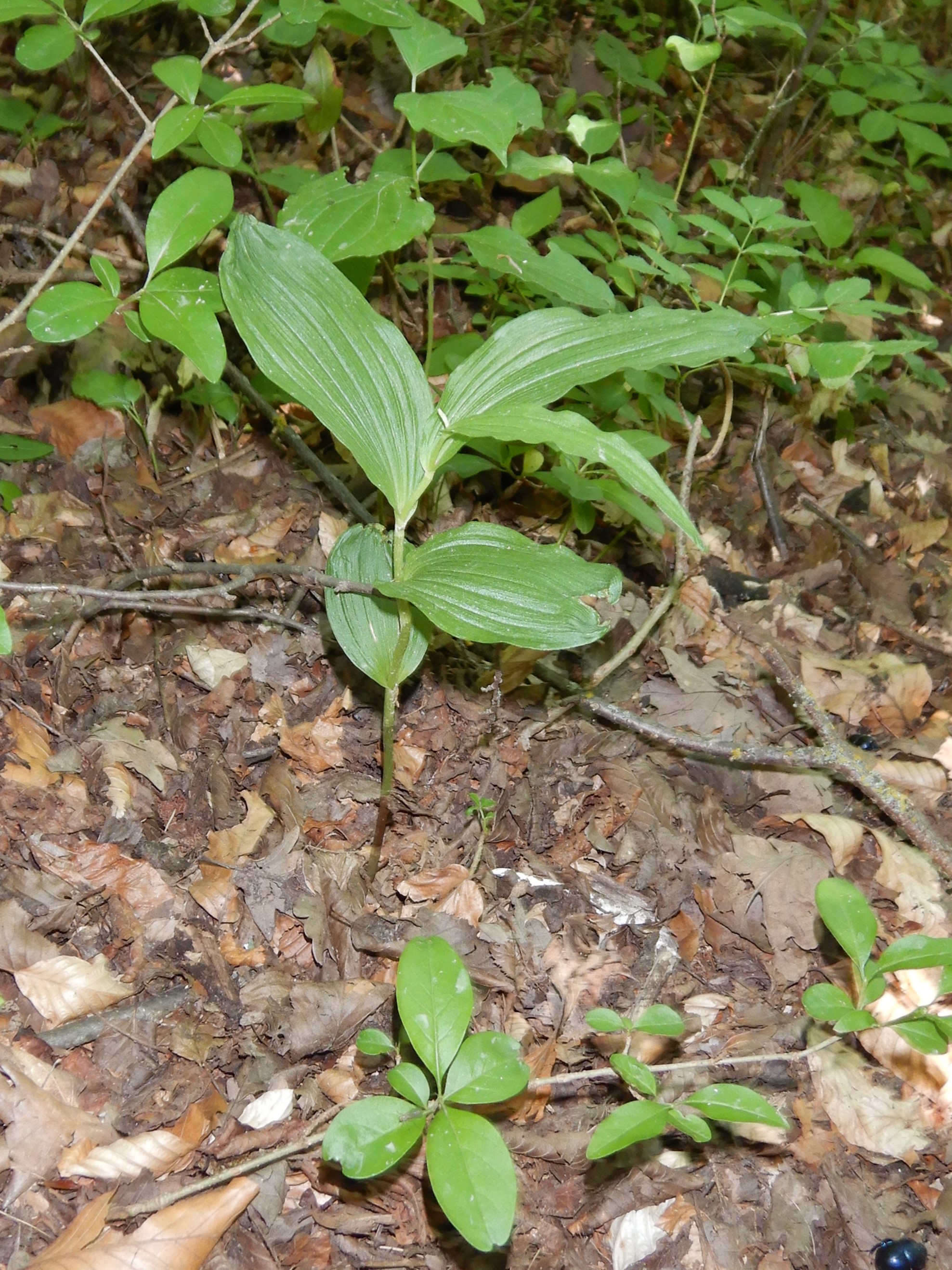 DSCN8189 n hundsheim 2026-06-07 cephalanthera damasonium oder epipactis helleborine.JPG