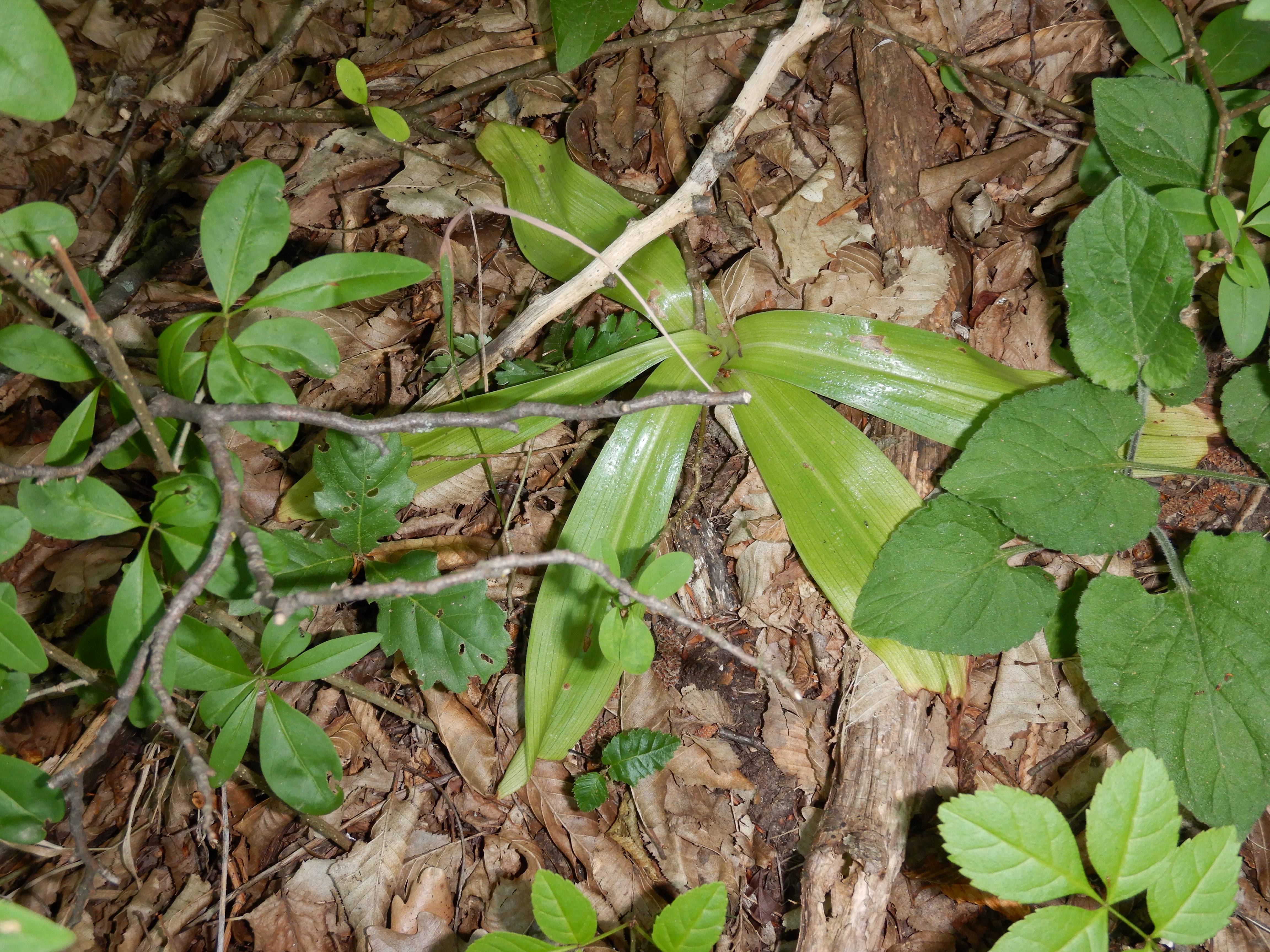 DSCN8207 n hundsheim 2026-06-07 orchis militaris.jpg