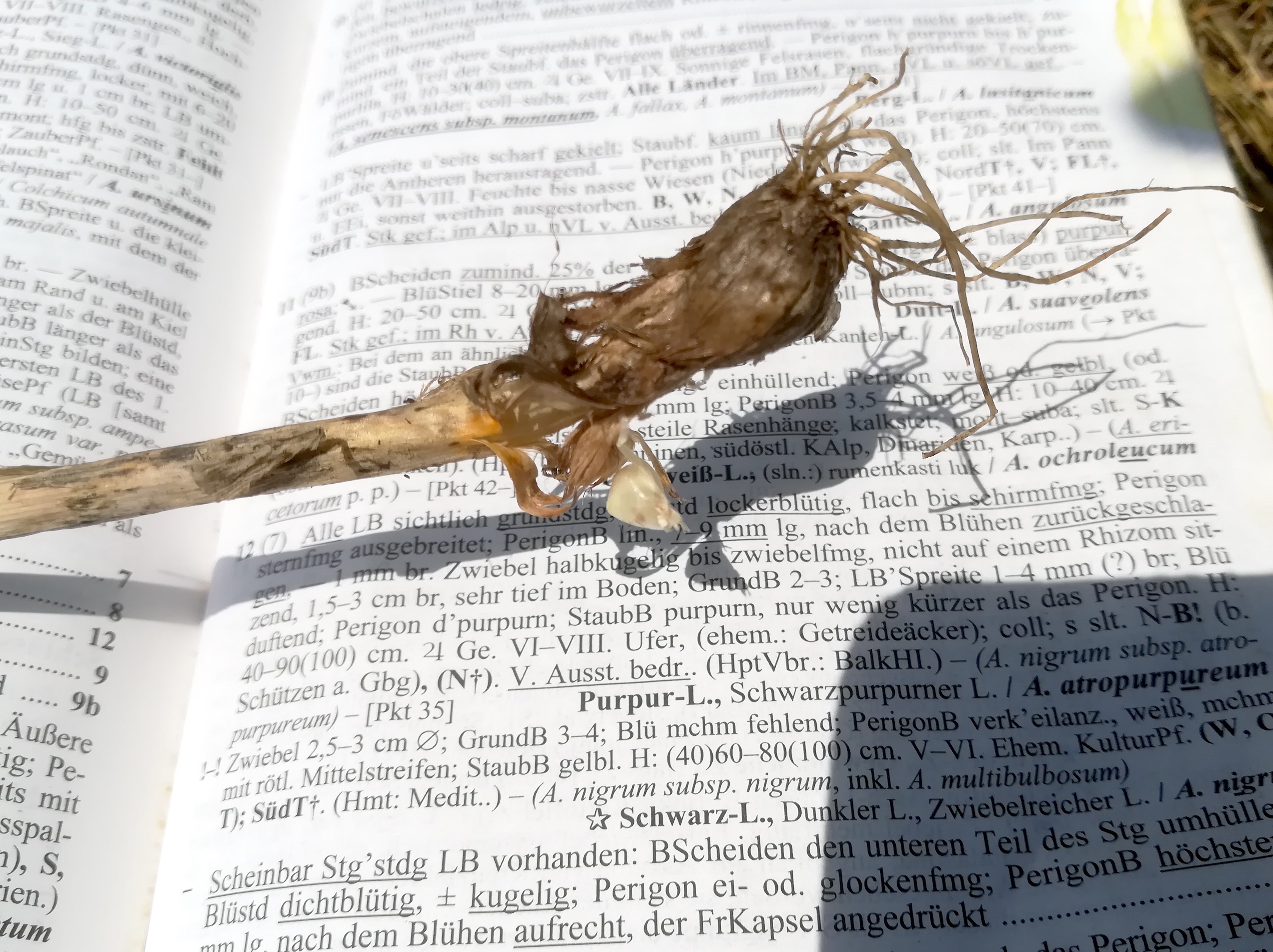 allium sp. schwadorfer wald_20180621_135028.jpg