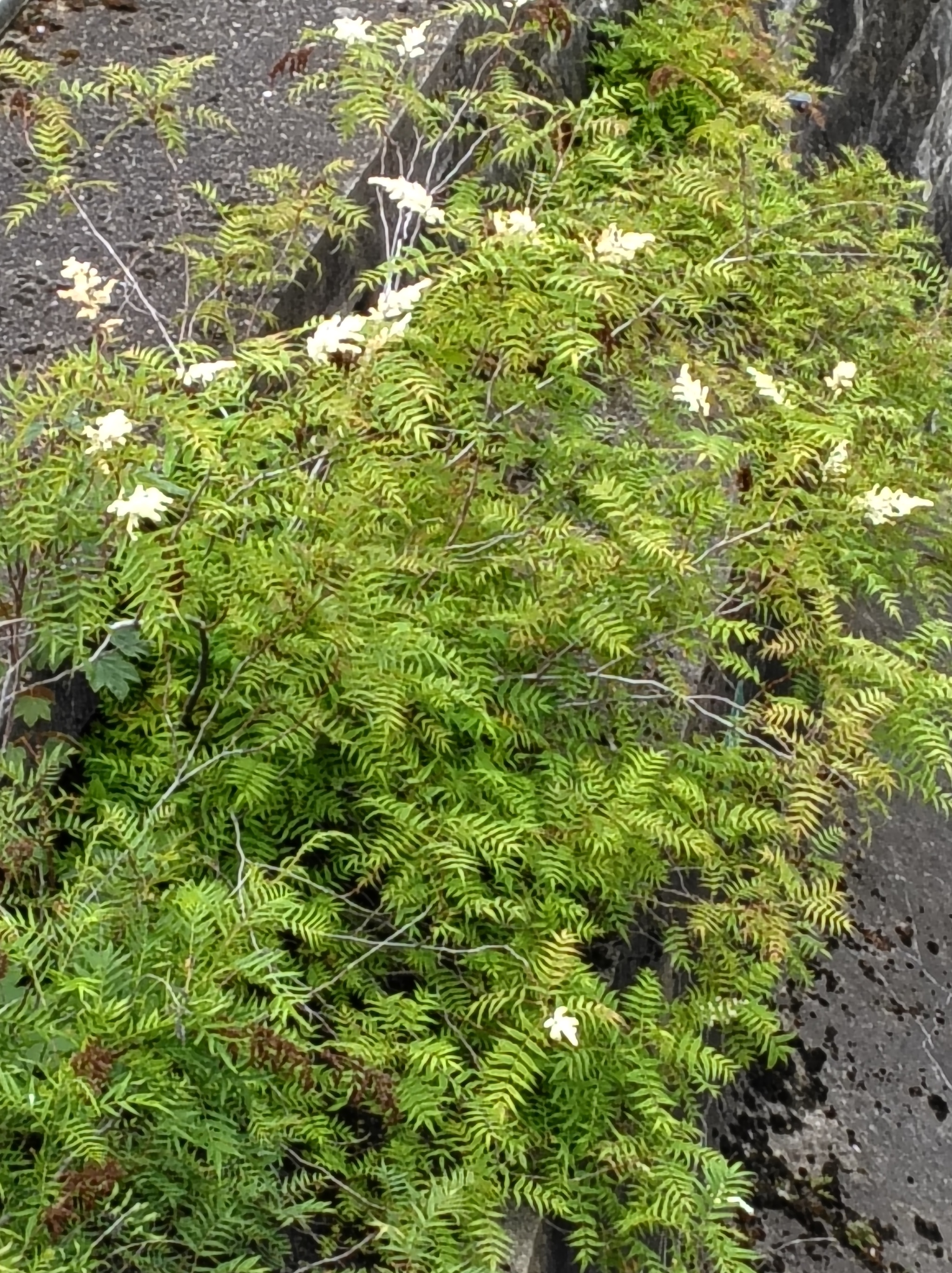 sorbaria sp. wienflussmauer bei ubahn-station margaretengürtel_20260609_111147.jpg