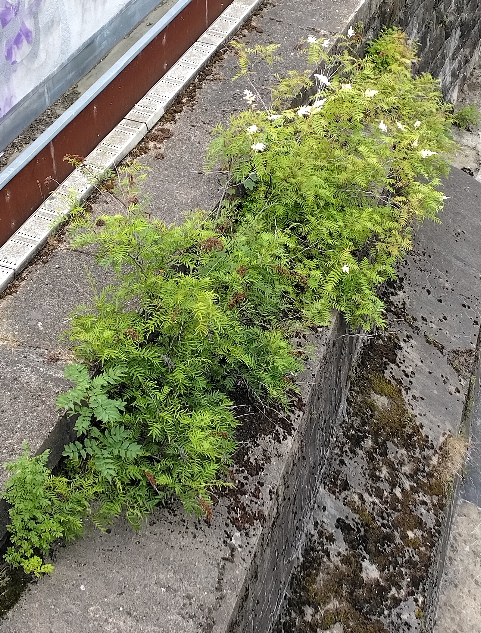 sorbaria sp. wienflussmauer bei ubahn-station margaretengürtel_20260609_111140.jpg