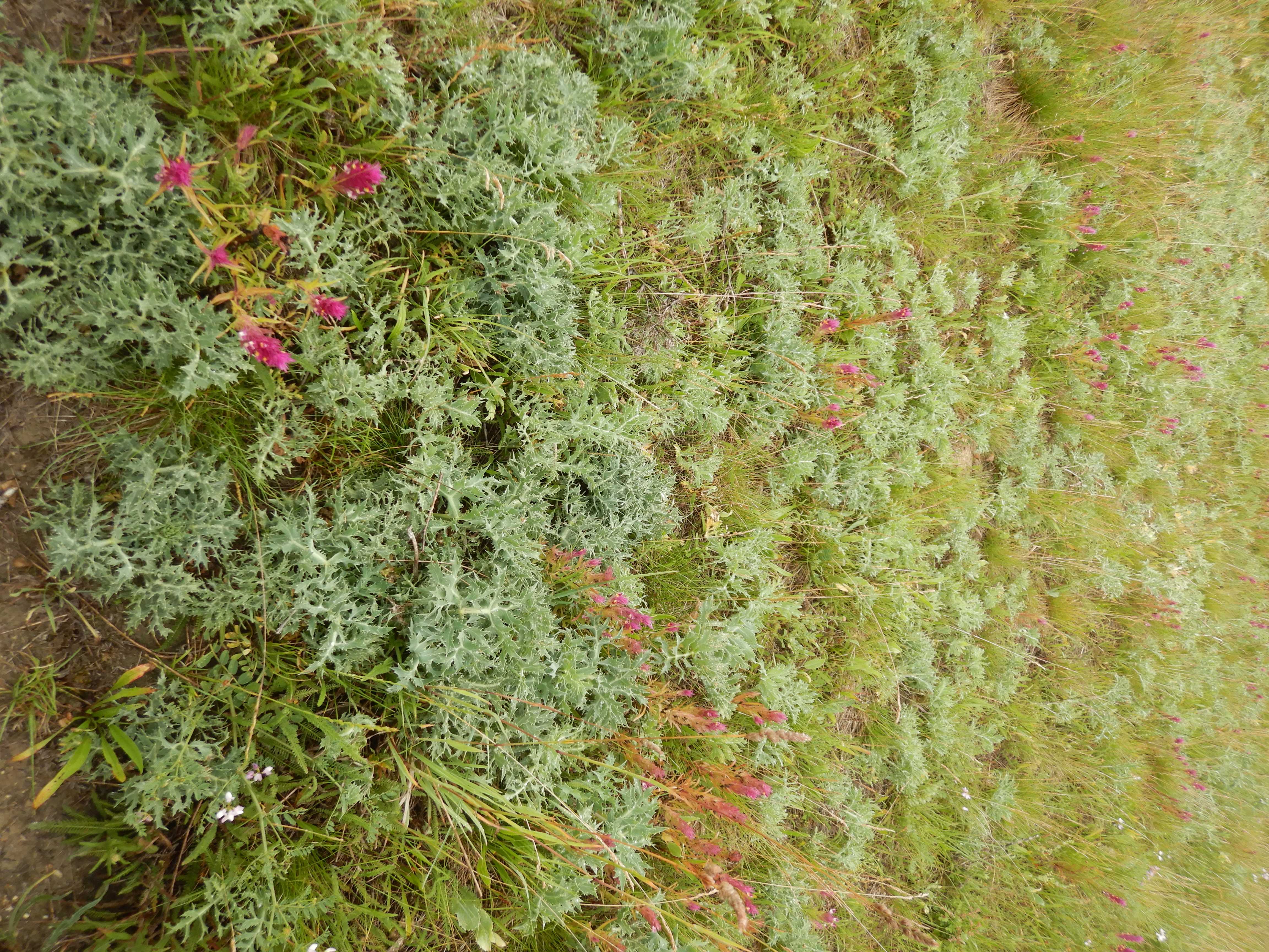 DSCN0798 eryngium campestre etc.jpg