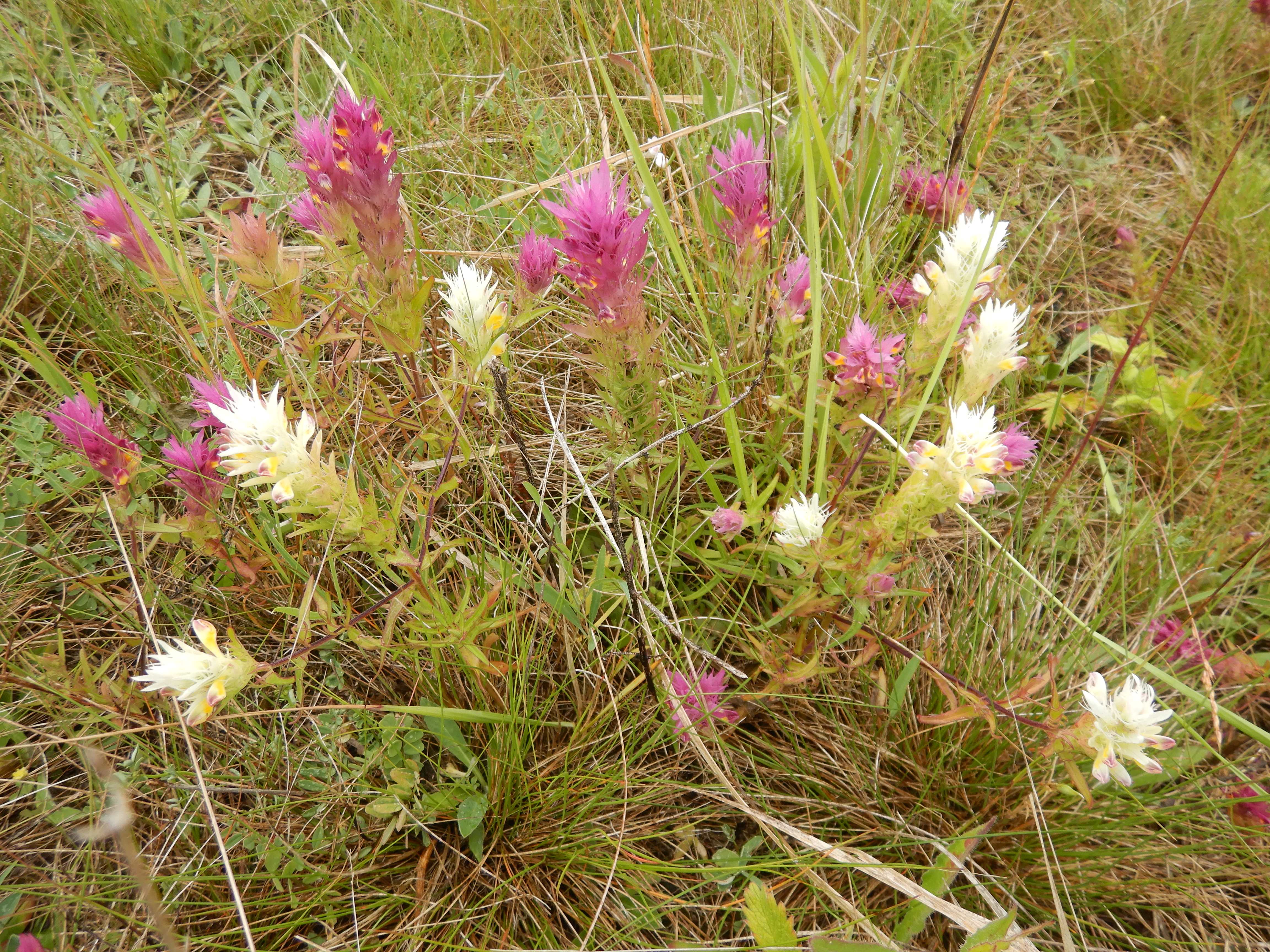 DSCN0817 melampyrum arvense.jpg