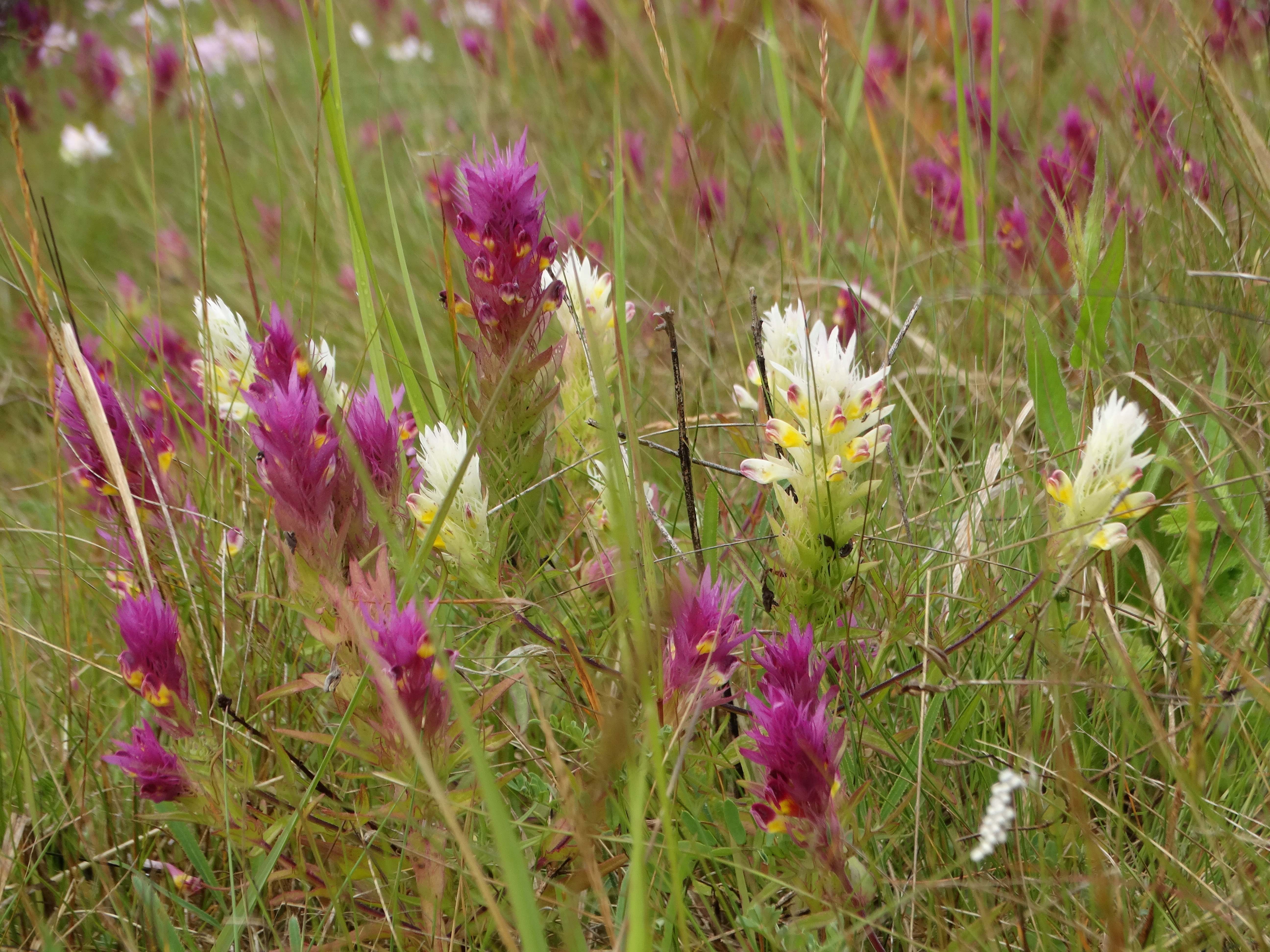 DSC04413 melampyrum arvense.jpg