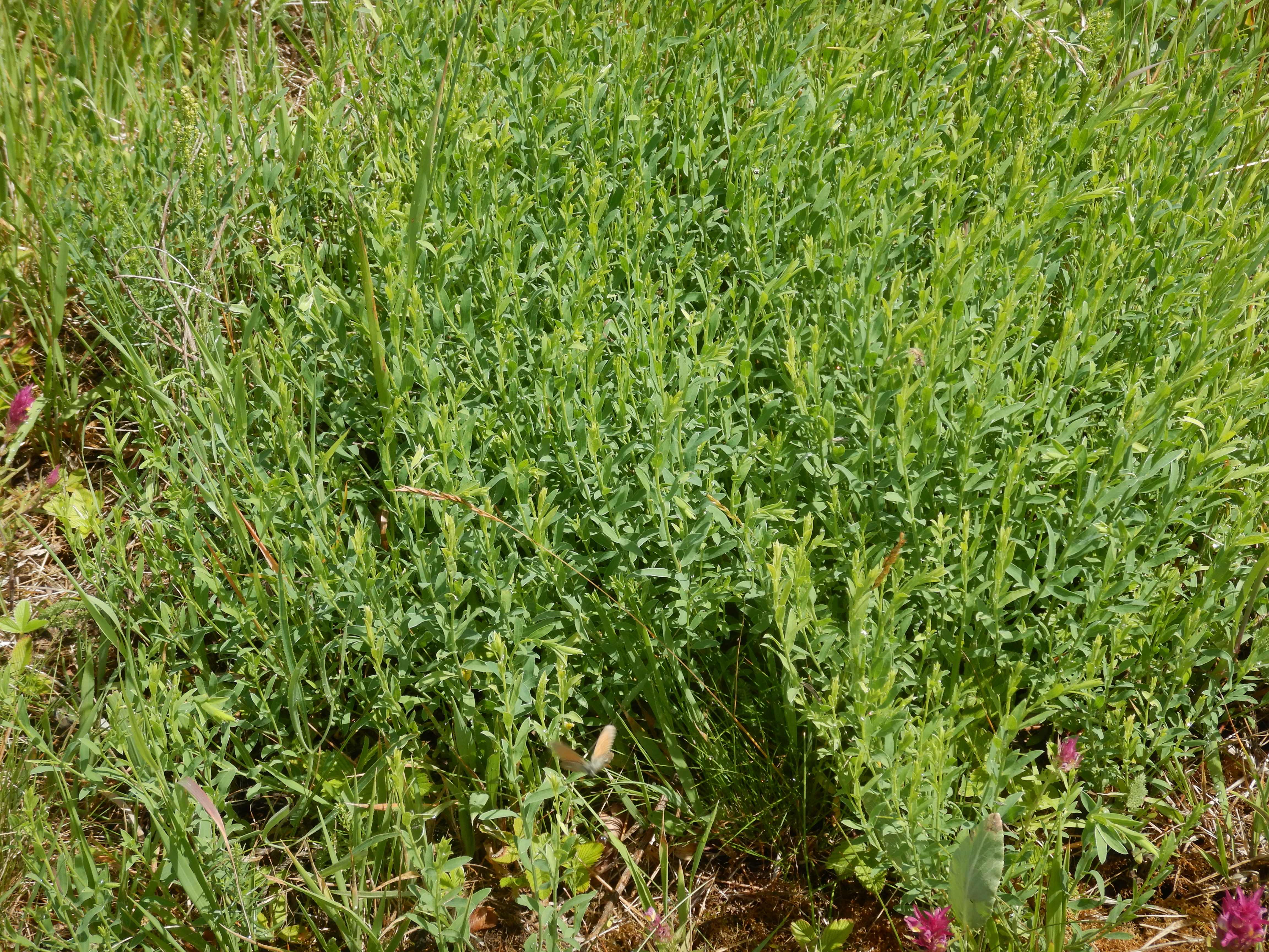 DSCN0839 cytisus procumbens.jpg