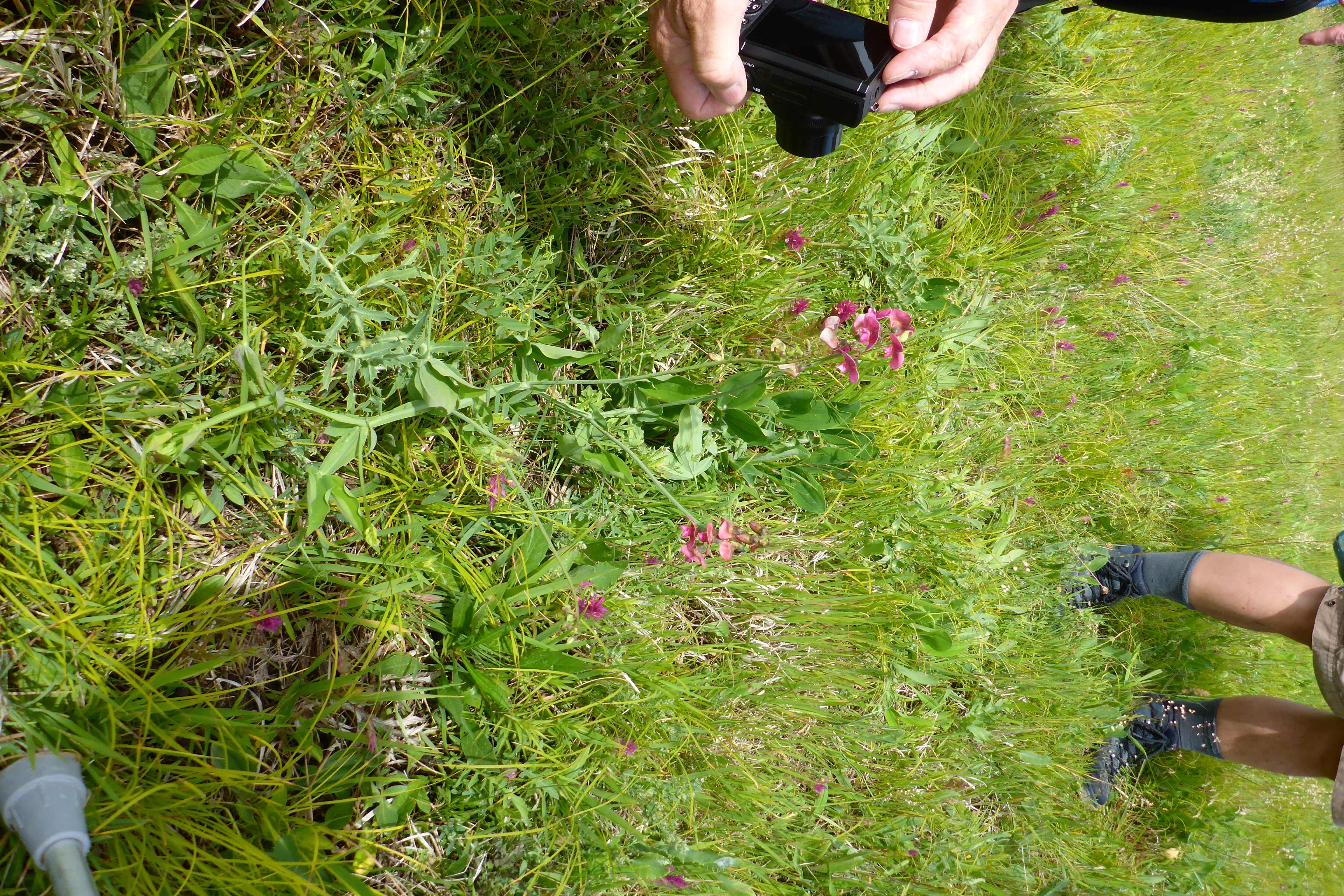 P1340581 lathyrus latifolius.jpg