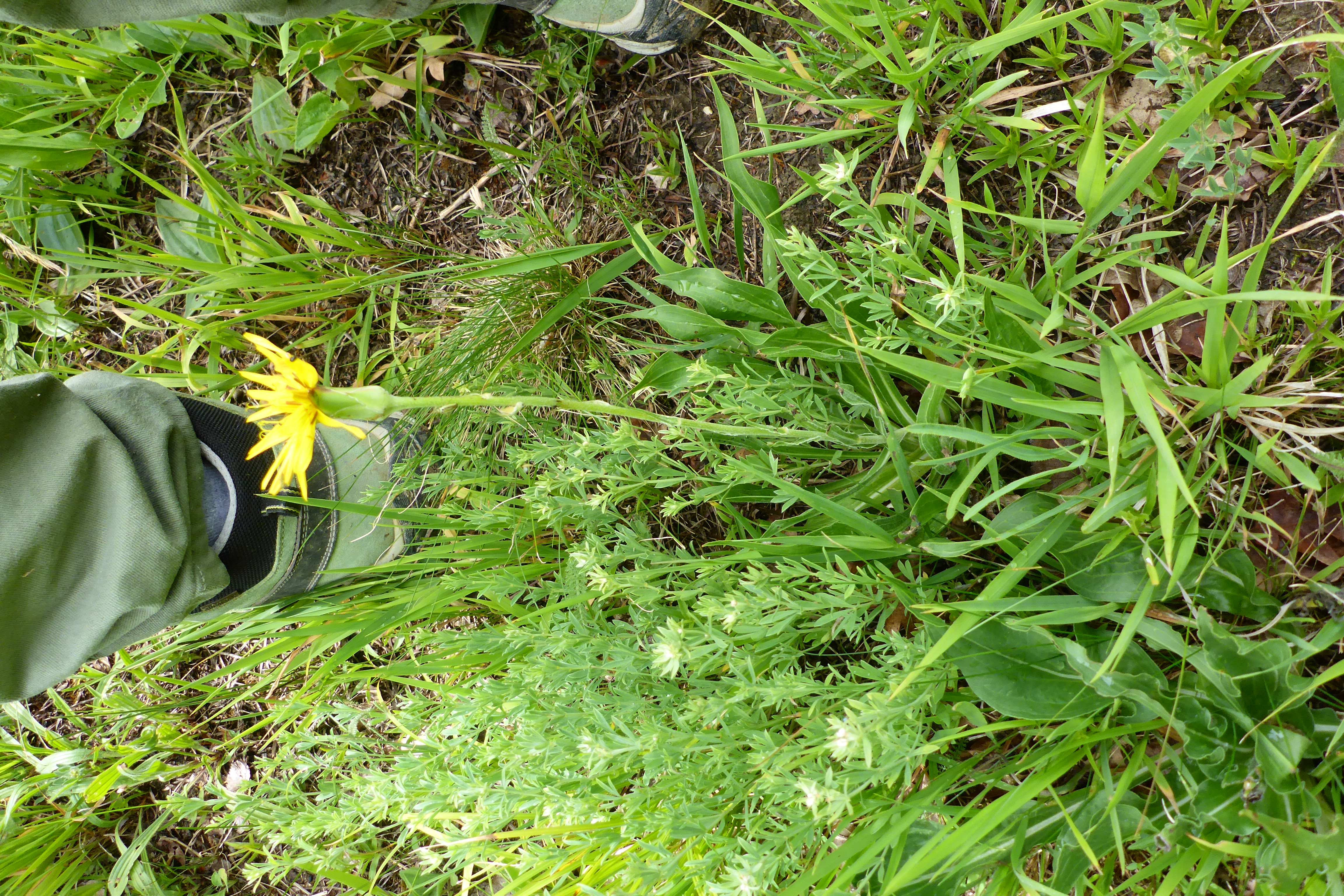 P1340591 scorzonera hispanica.jpg