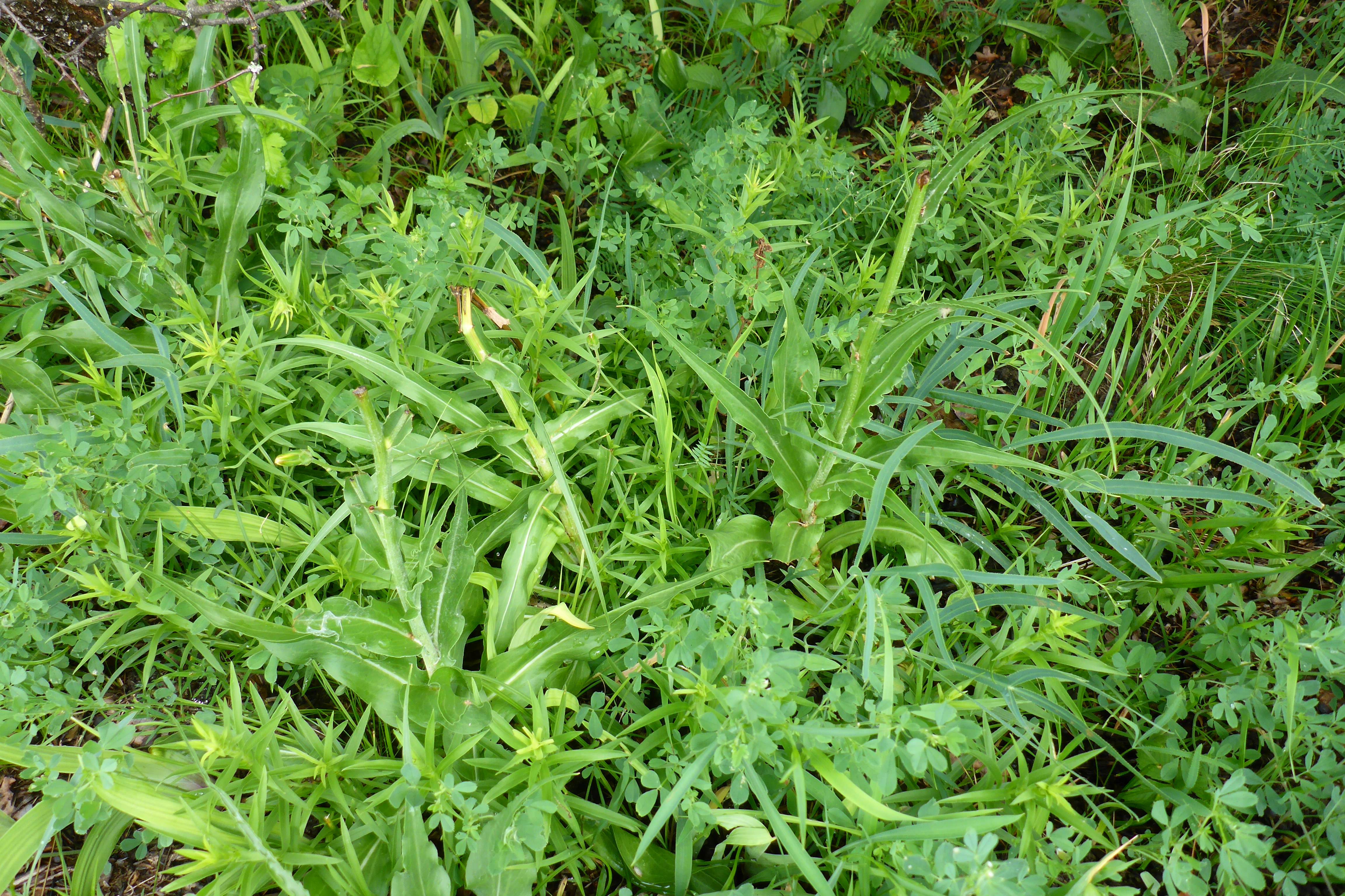 P1340593 scorzonera hispanica.jpg