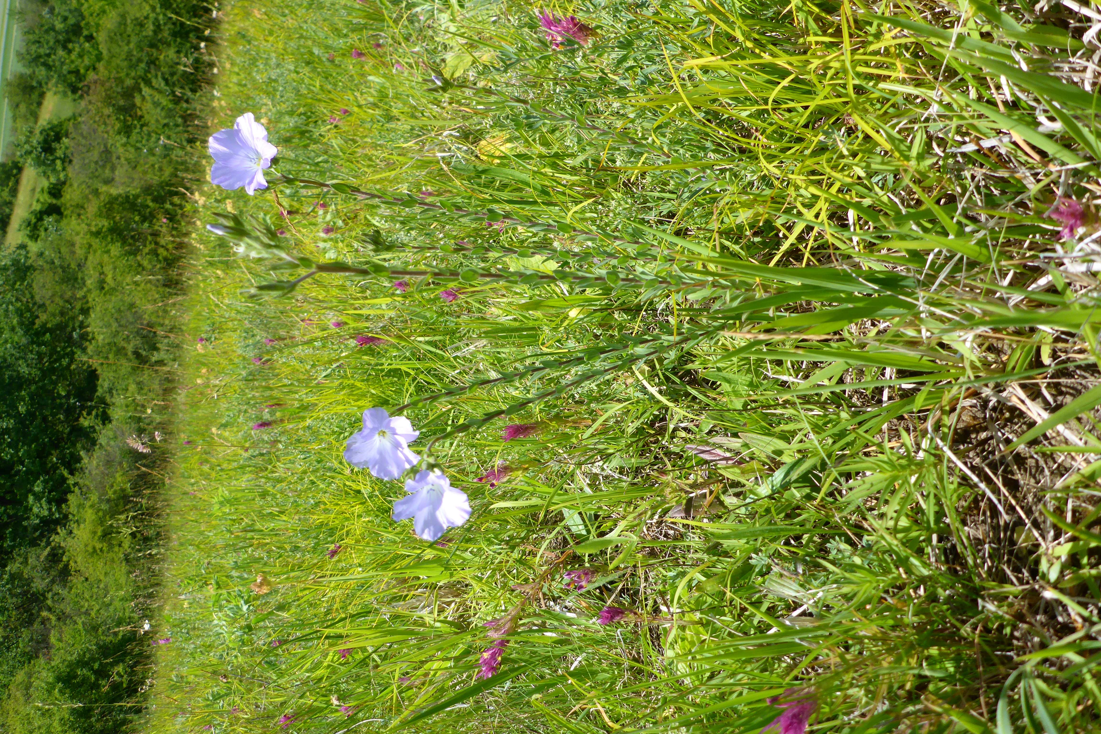 P1340629 linum hirsutum.jpg