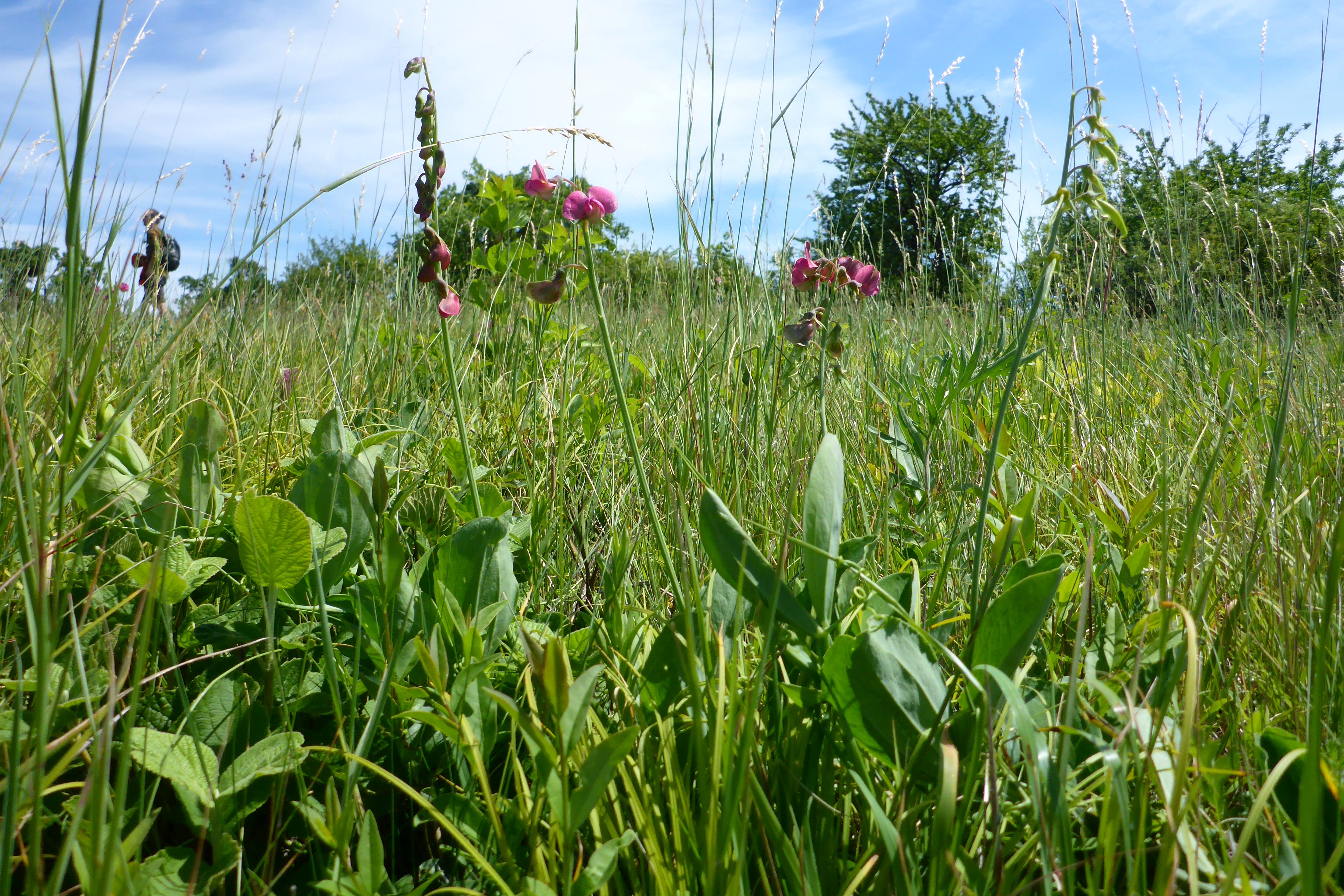 P1340639 lathyrus latifolius.jpg