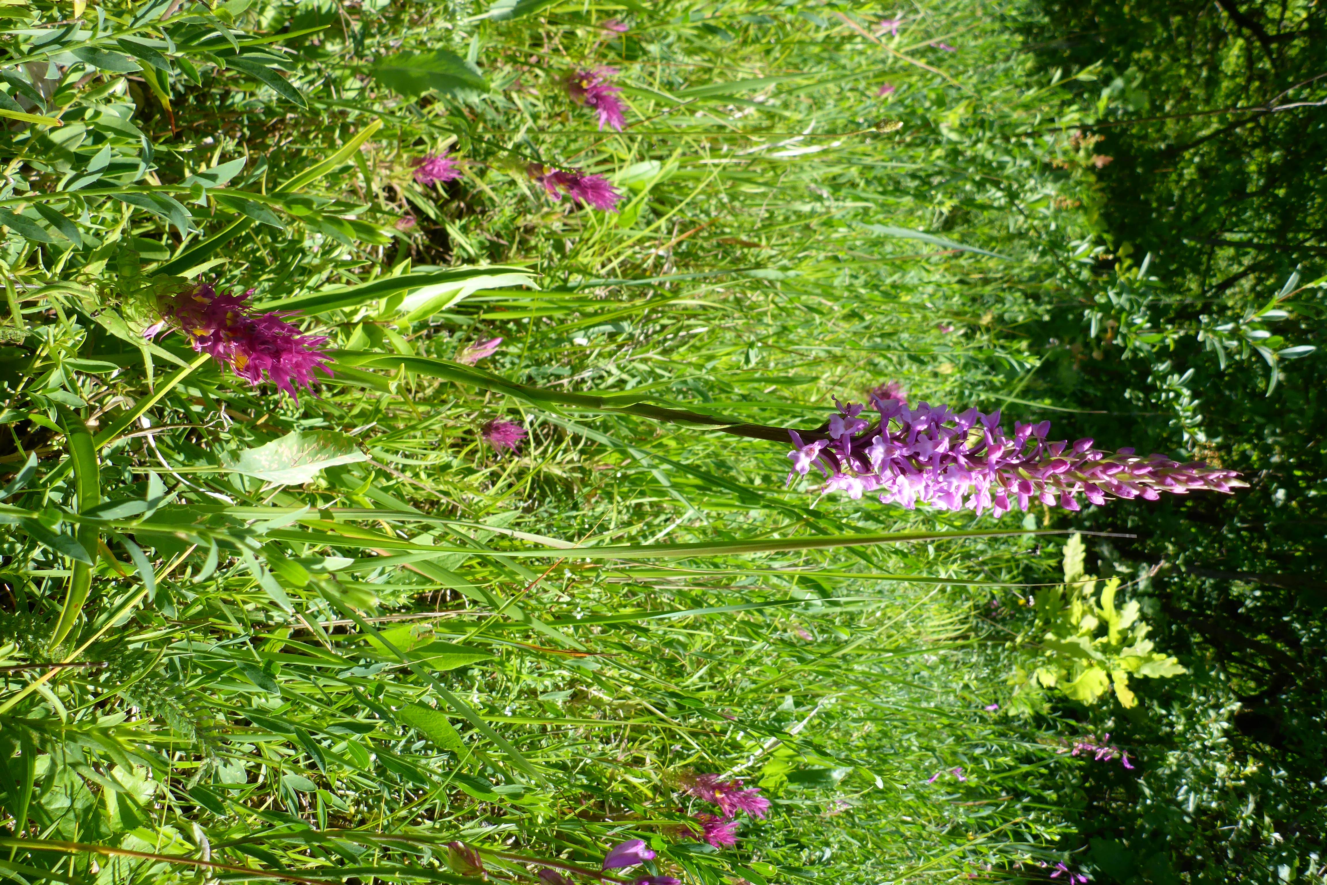 P1340641 gymnadenia conopsea.jpg