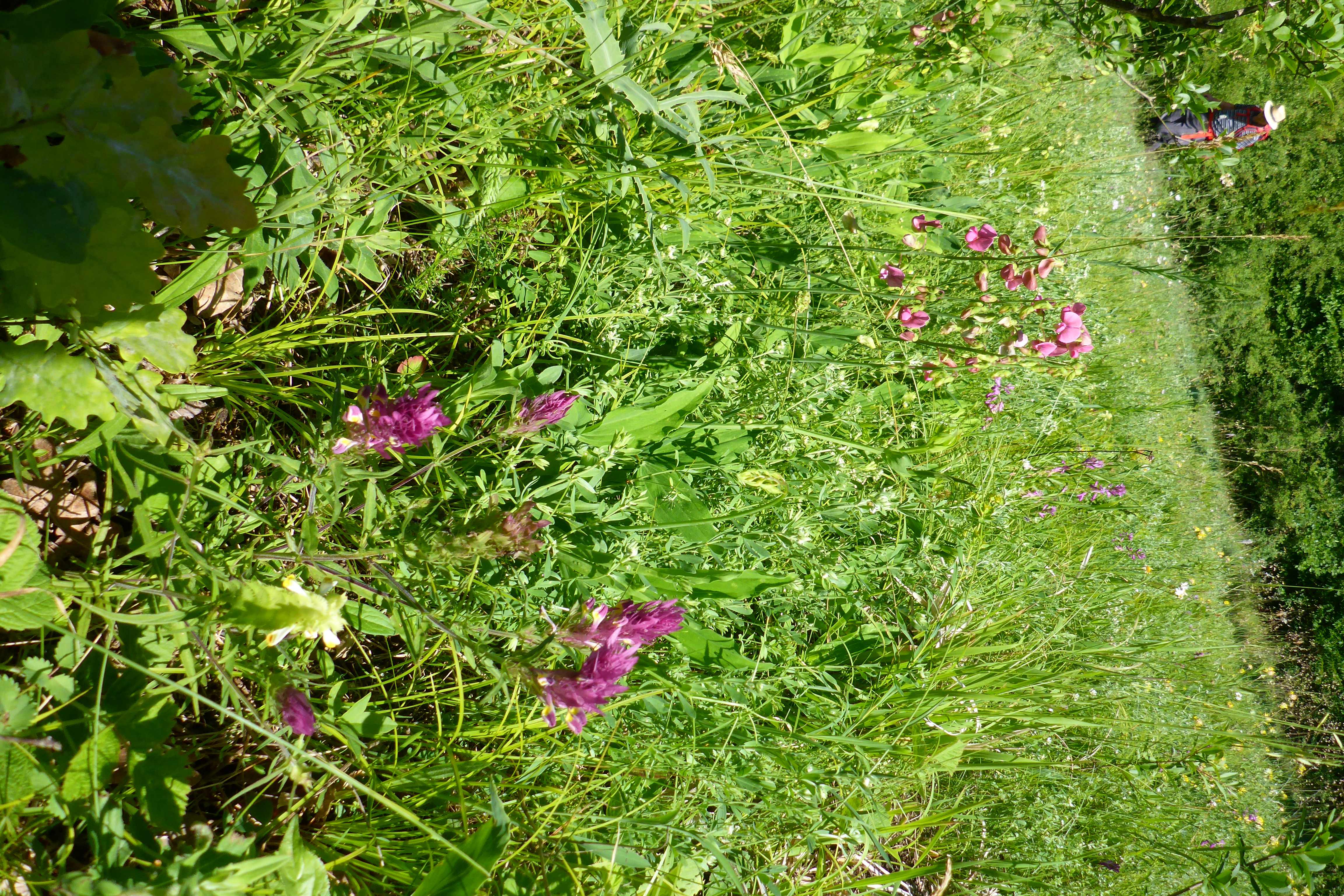 P1340654.jpg