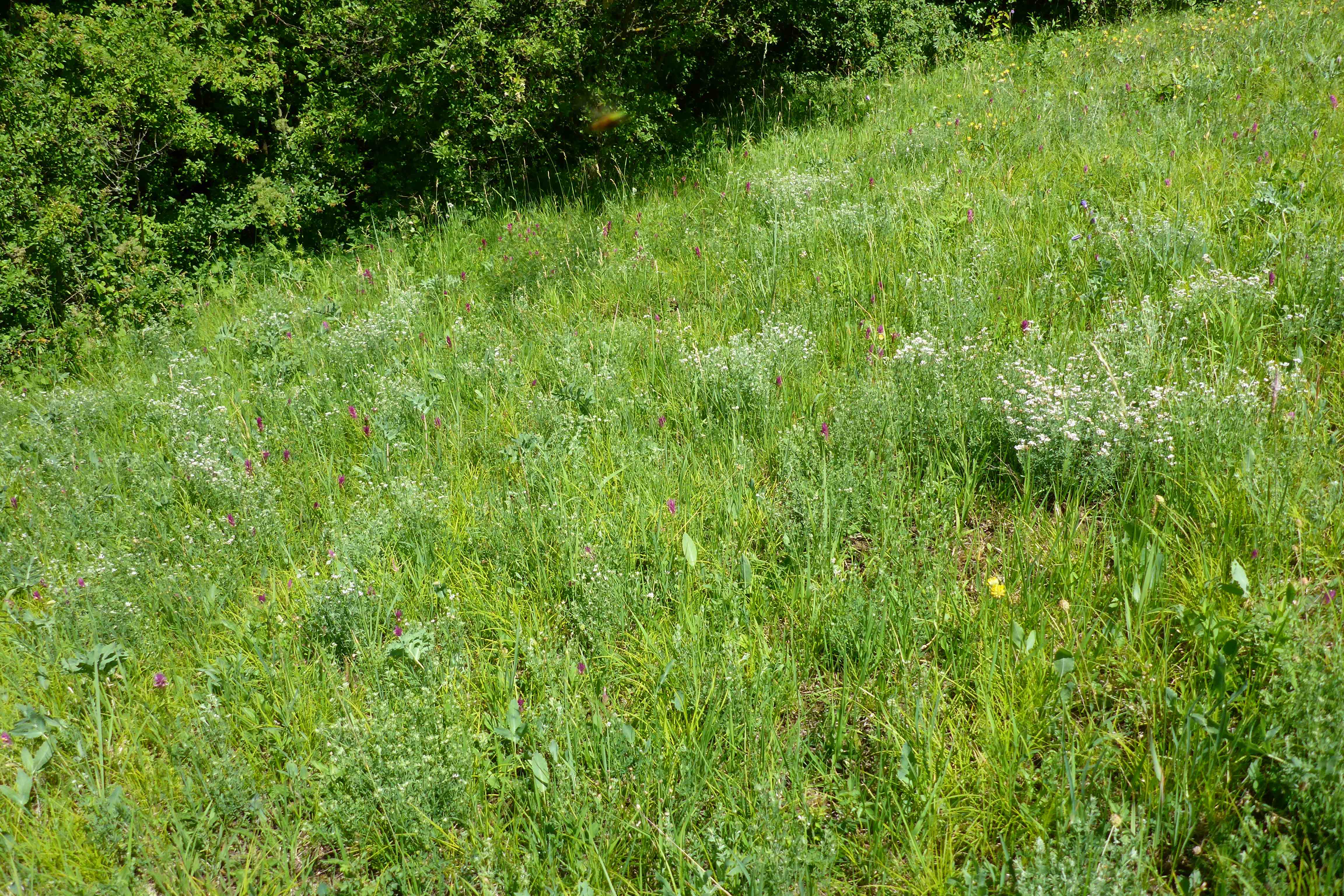 P1340661 lotus germanicus, carex montana.jpg