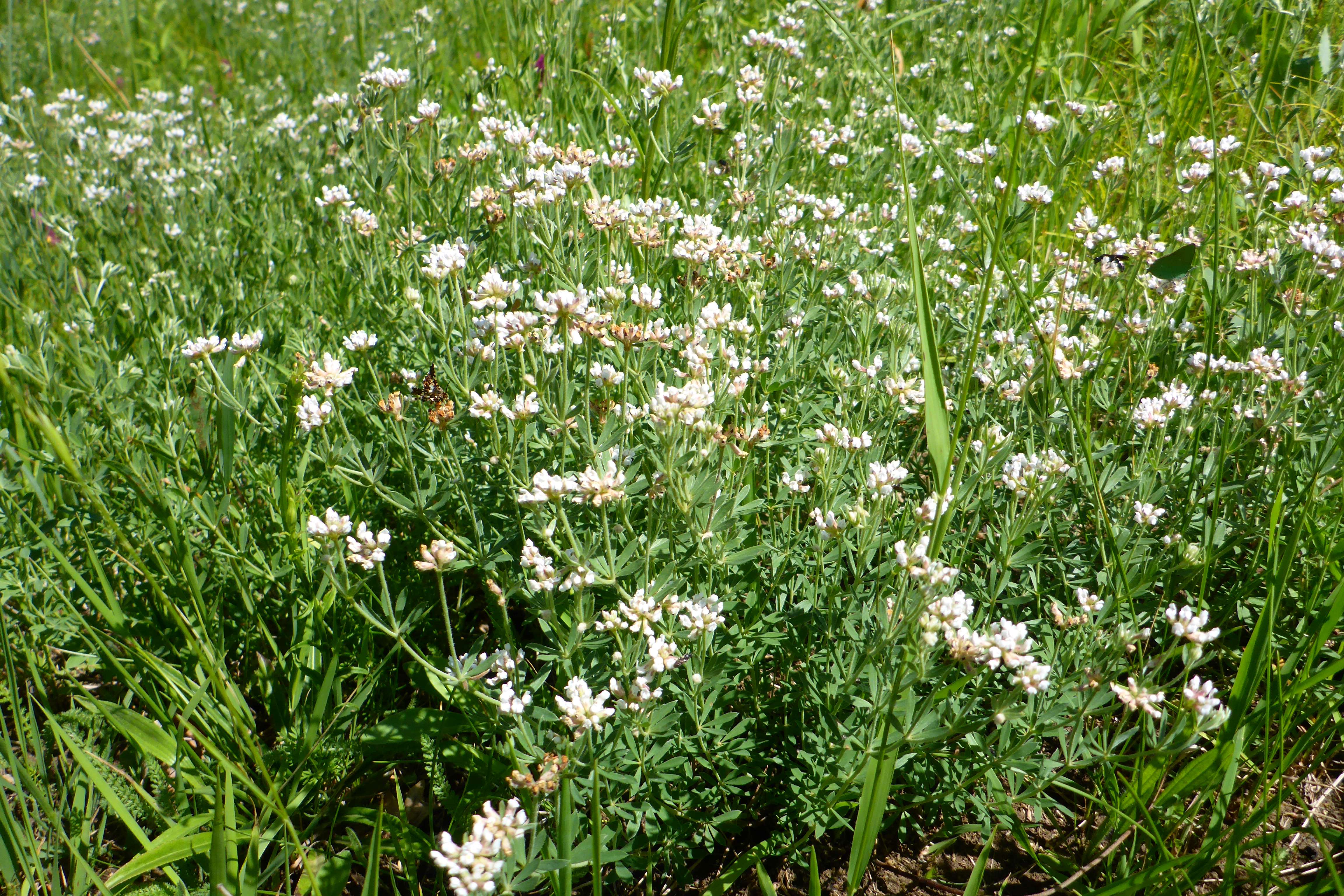 P1340662 lotus germanicus.jpg